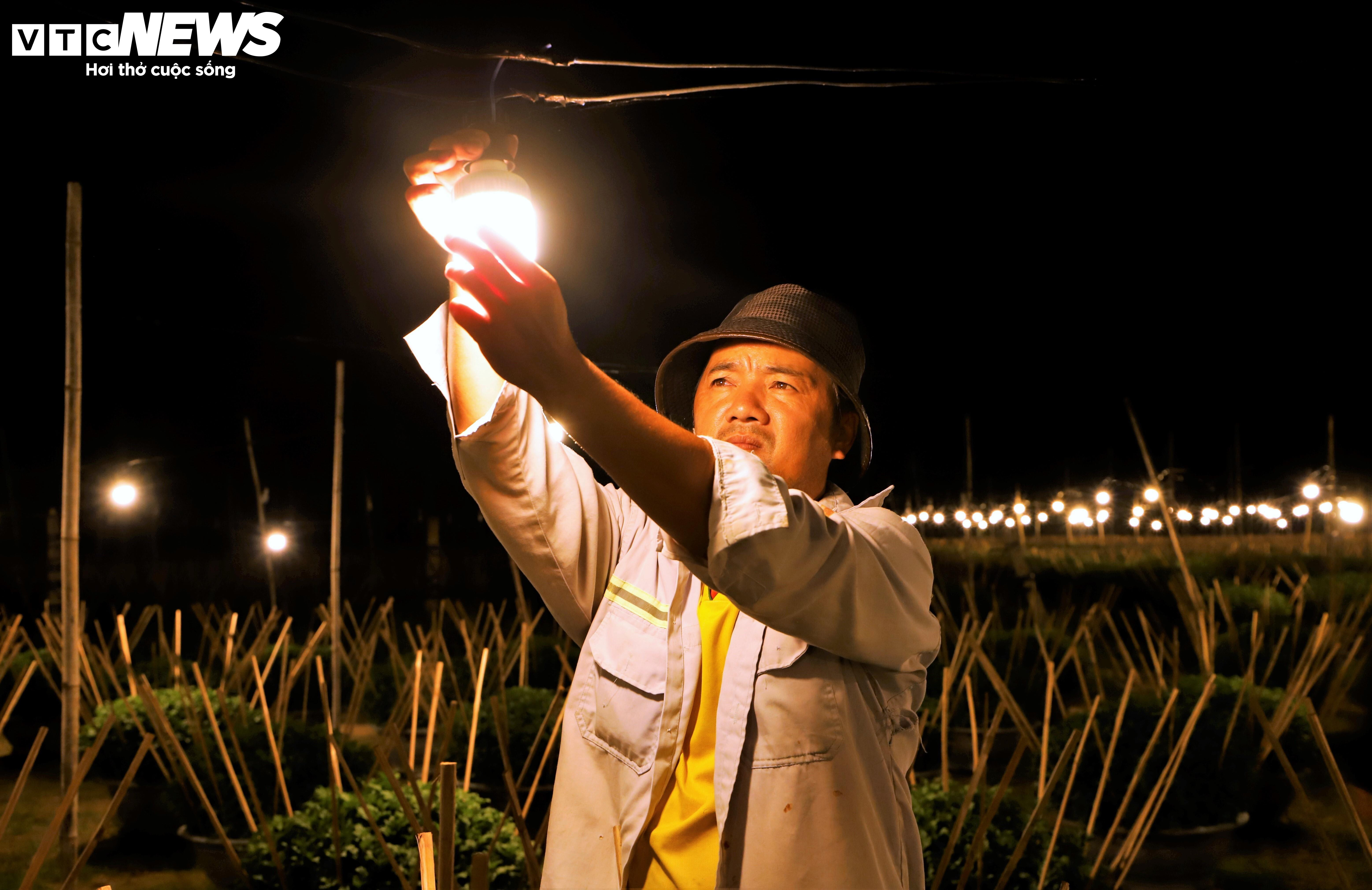 Bừng sáng sau bão lũ, làng hoa cúc Tết tại Gia Lai mong đừng cúp điện để cứu cây - 5