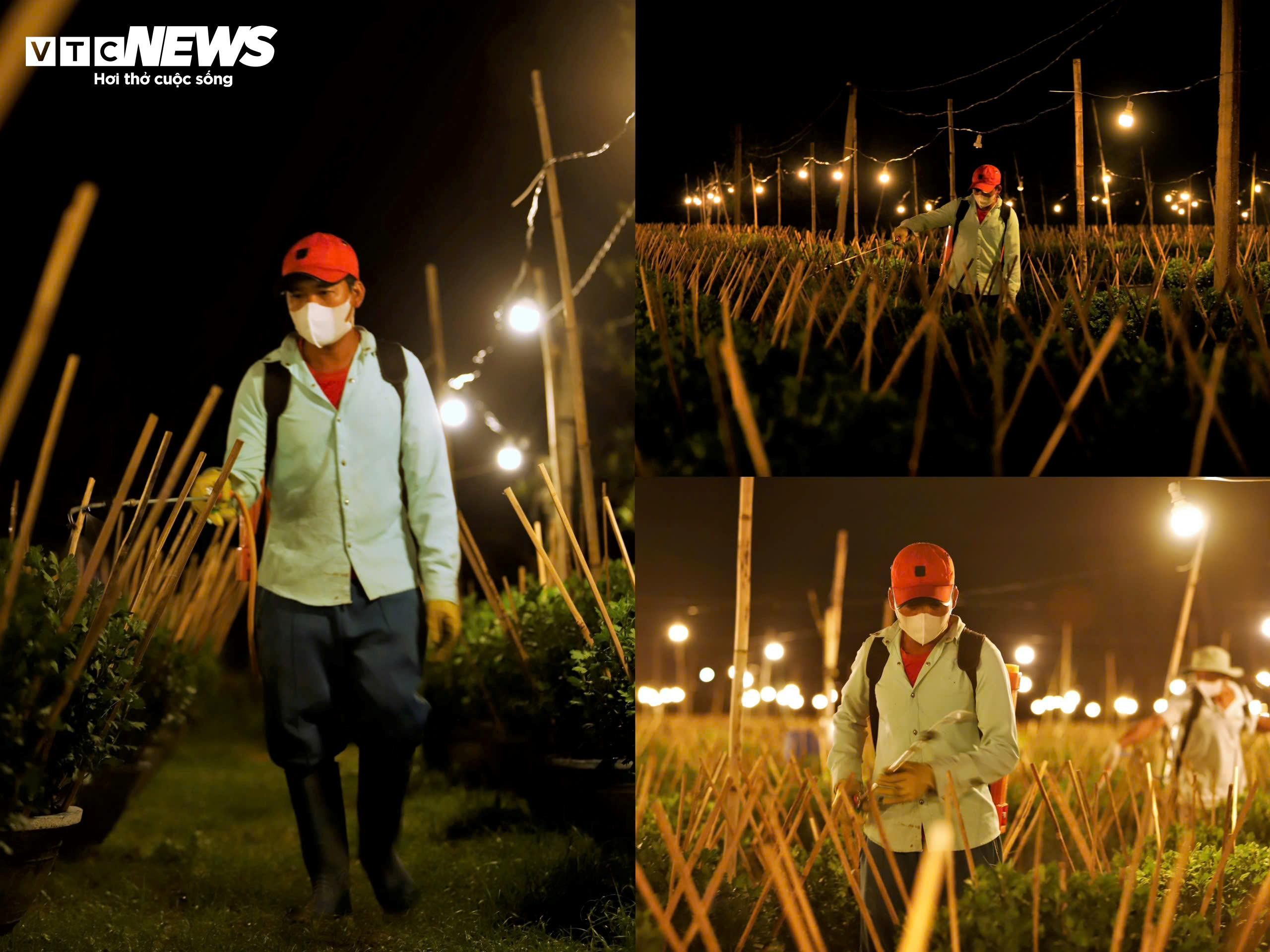 Bừng sáng sau bão lũ, làng hoa cúc Tết tại Gia Lai mong đừng cúp điện để cứu cây - 7