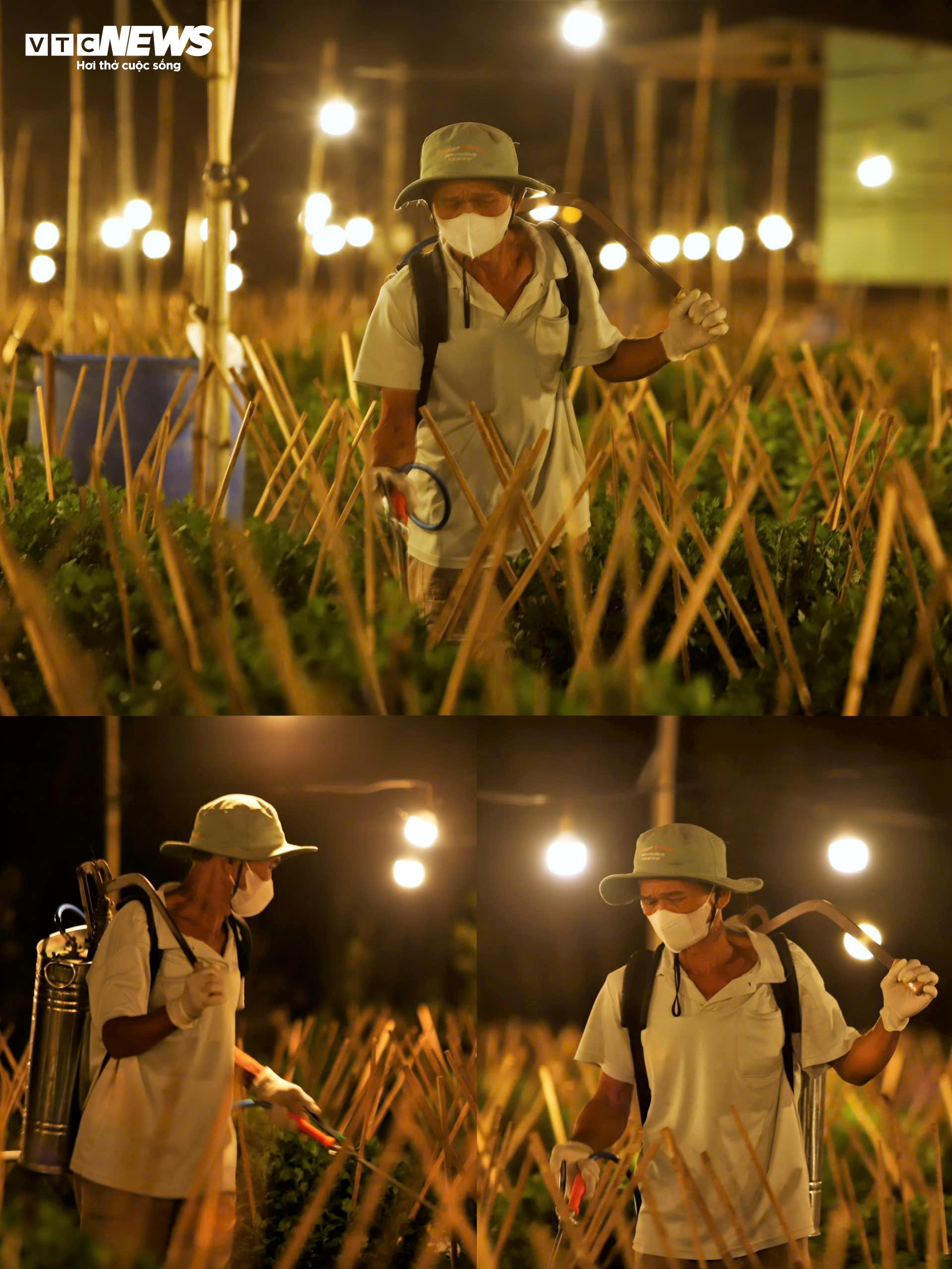 Bừng sáng sau bão lũ, làng hoa cúc Tết tại Gia Lai mong đừng cúp điện để cứu cây - 8