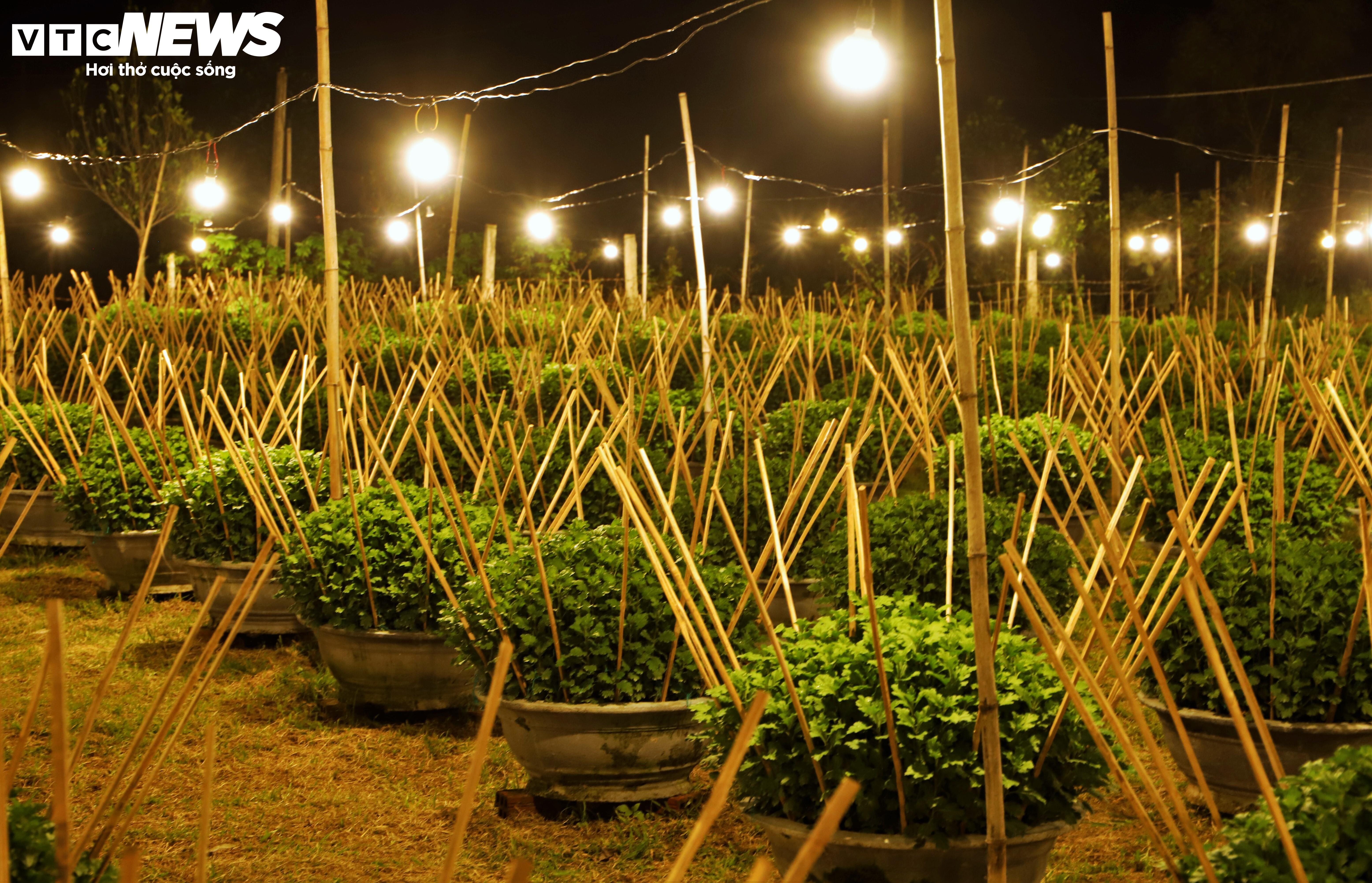 Bừng sáng sau bão lũ, làng hoa cúc Tết tại Gia Lai mong đừng cúp điện để cứu cây - 6