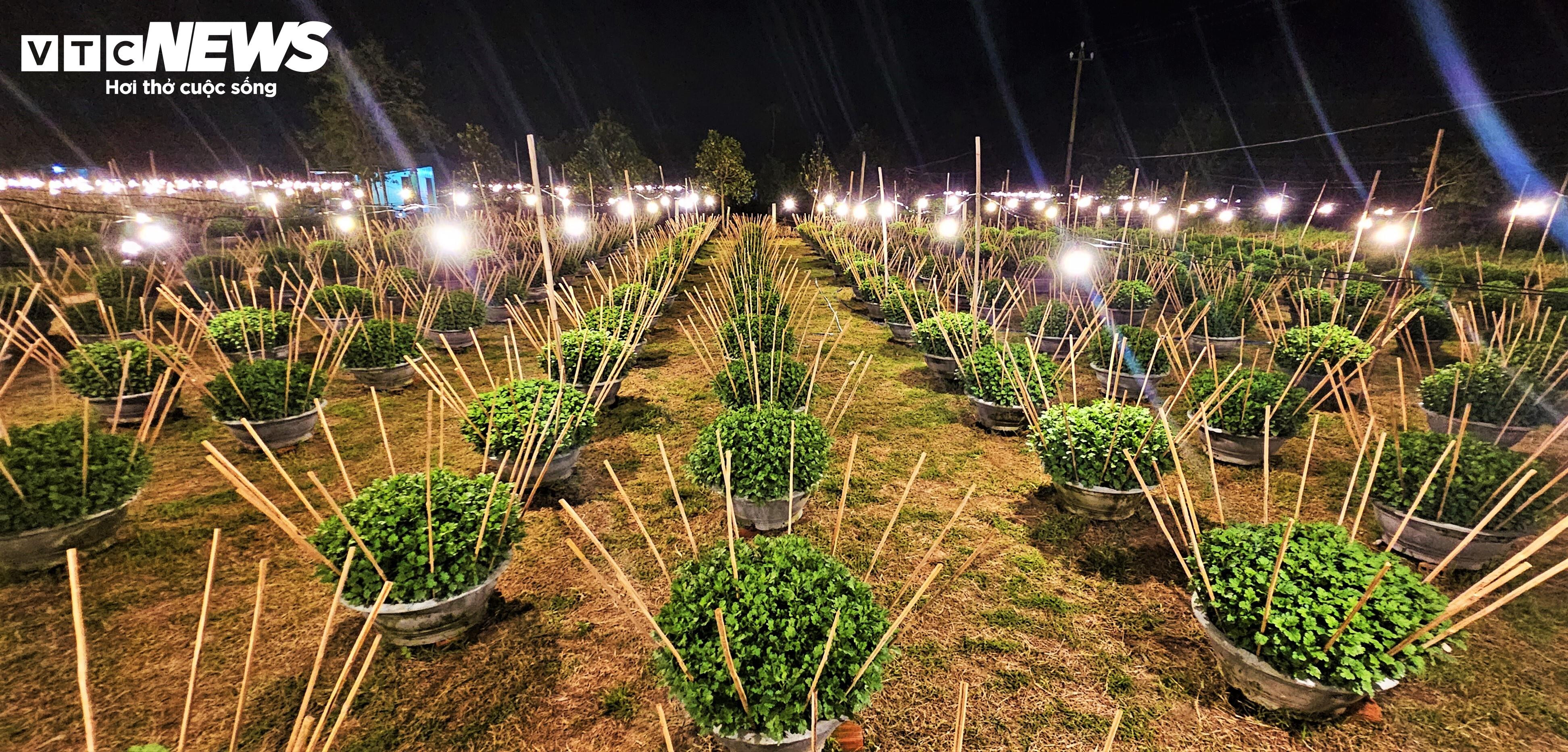 Bừng sáng sau bão lũ, làng hoa cúc Tết tại Gia Lai mong đừng cúp điện để cứu cây - 9