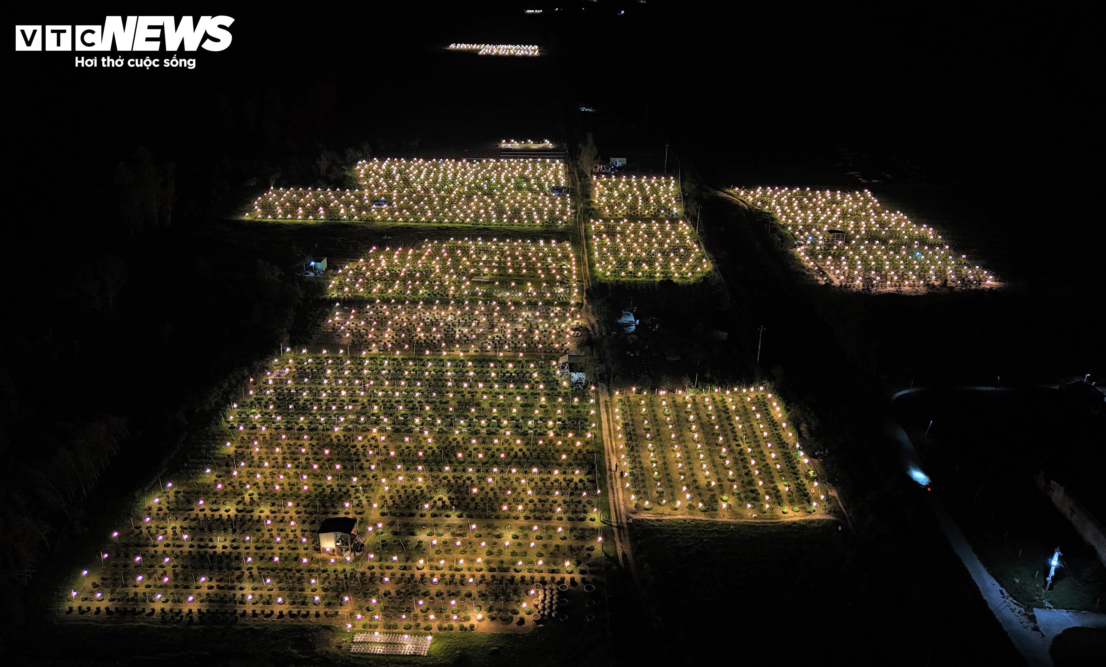 Bừng sáng sau bão lũ, làng hoa cúc Tết tại Gia Lai mong đừng cúp điện để cứu cây - 11