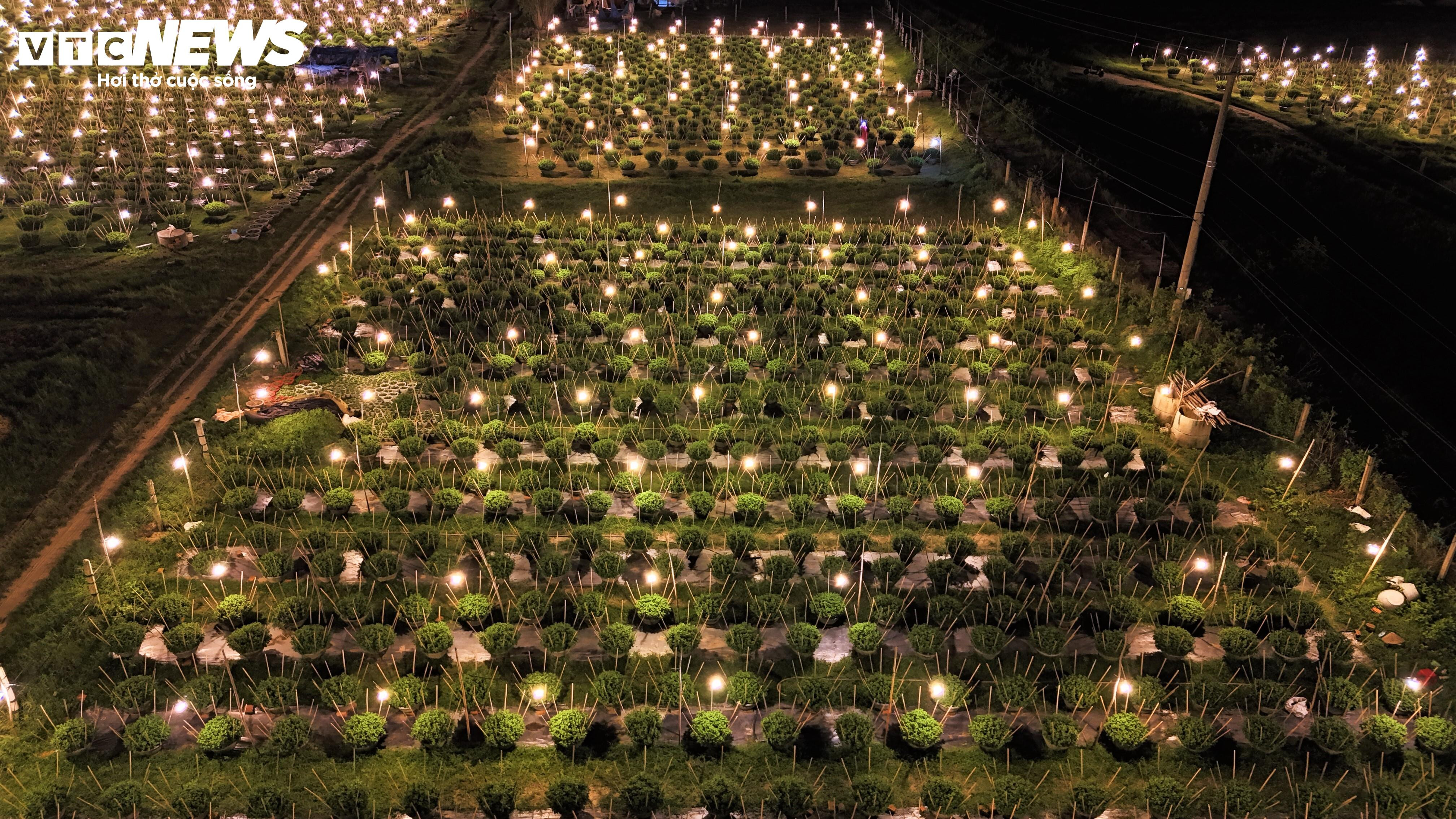 Bừng sáng sau bão lũ, làng hoa cúc Tết tại Gia Lai mong đừng cúp điện để cứu cây - 2