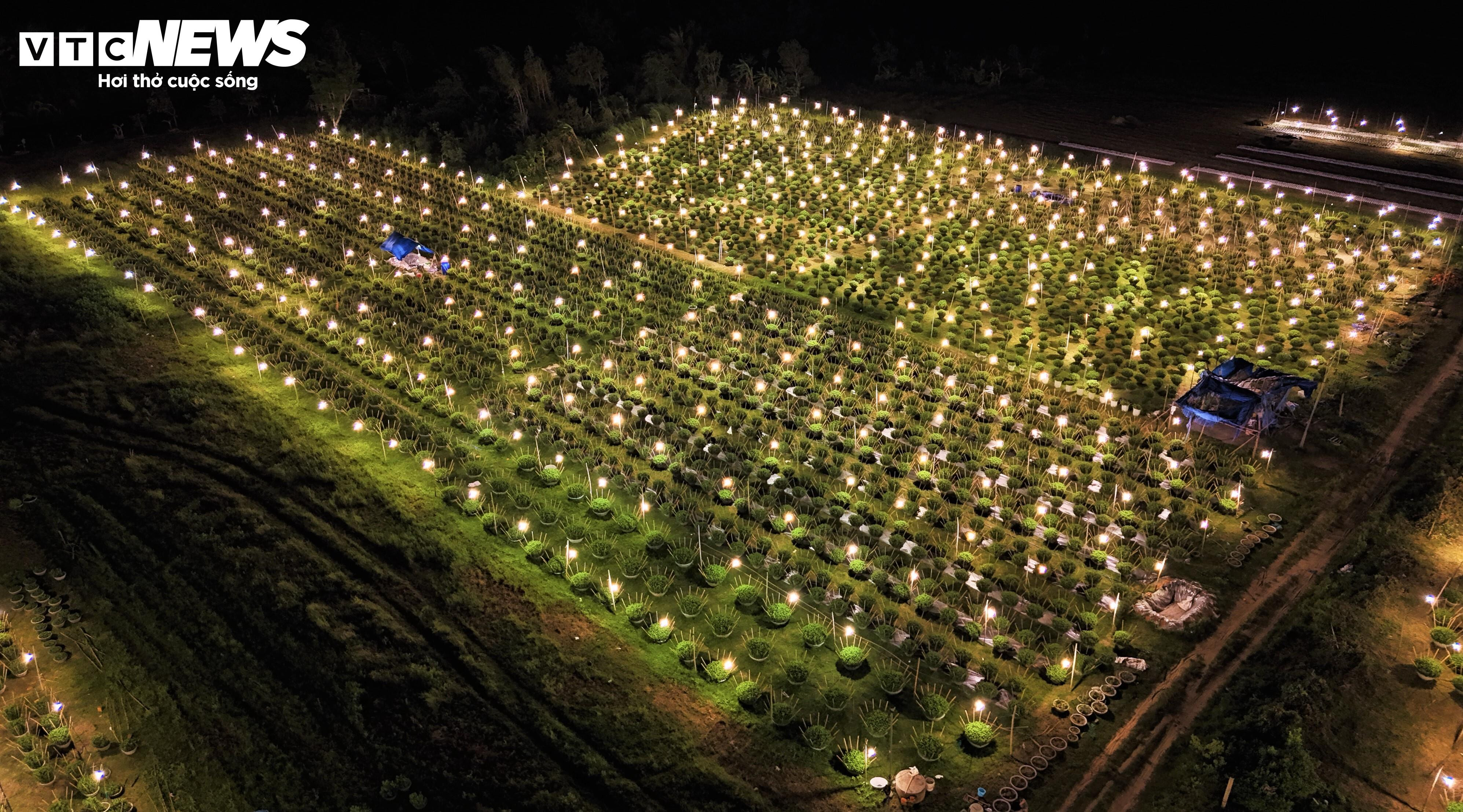 Bừng sáng sau bão lũ, làng hoa cúc Tết tại Gia Lai mong đừng cúp điện để cứu cây - 4