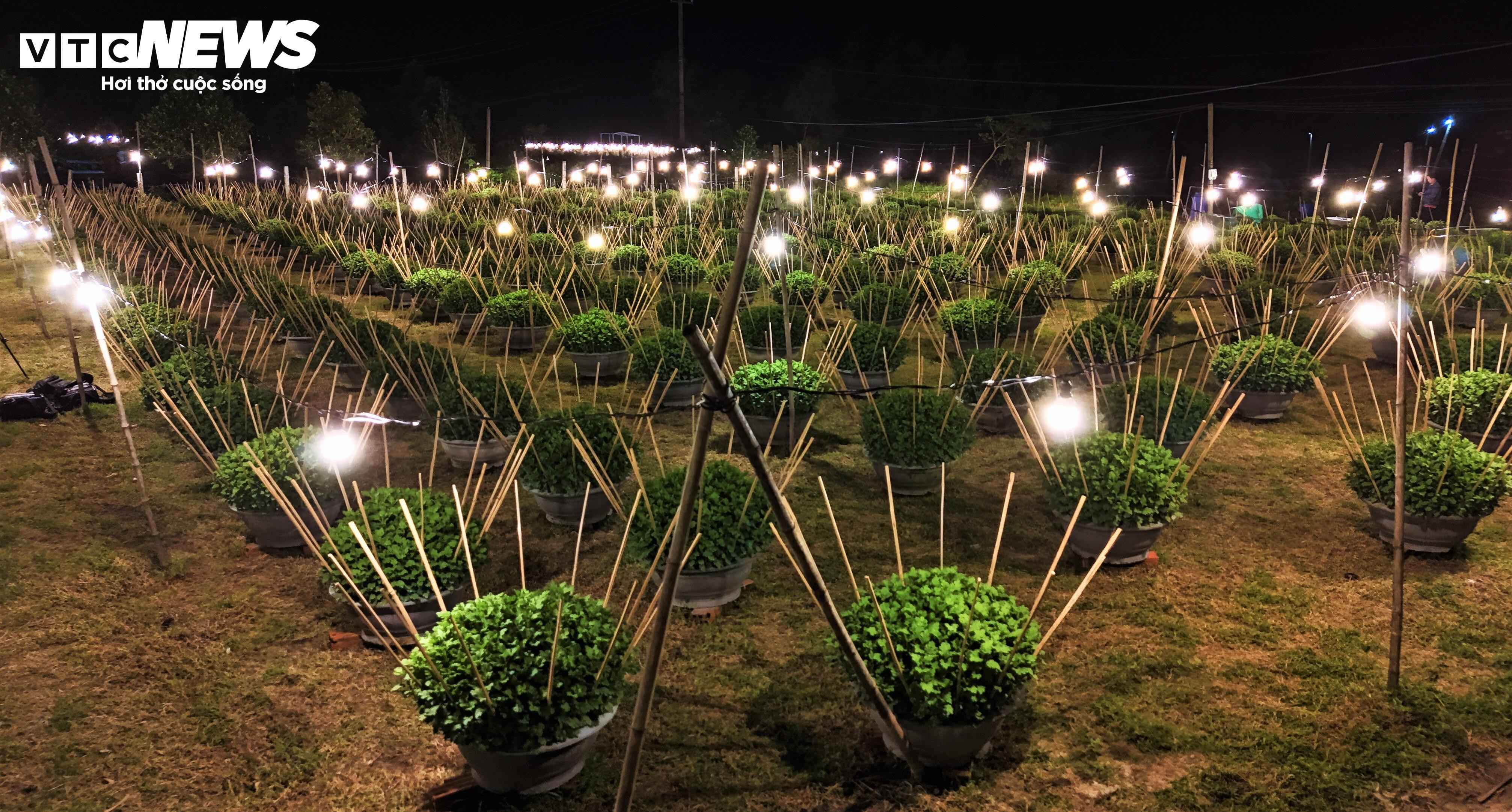 Bừng sáng sau bão lũ, làng hoa cúc Tết tại Gia Lai mong đừng cúp điện để cứu cây - 3