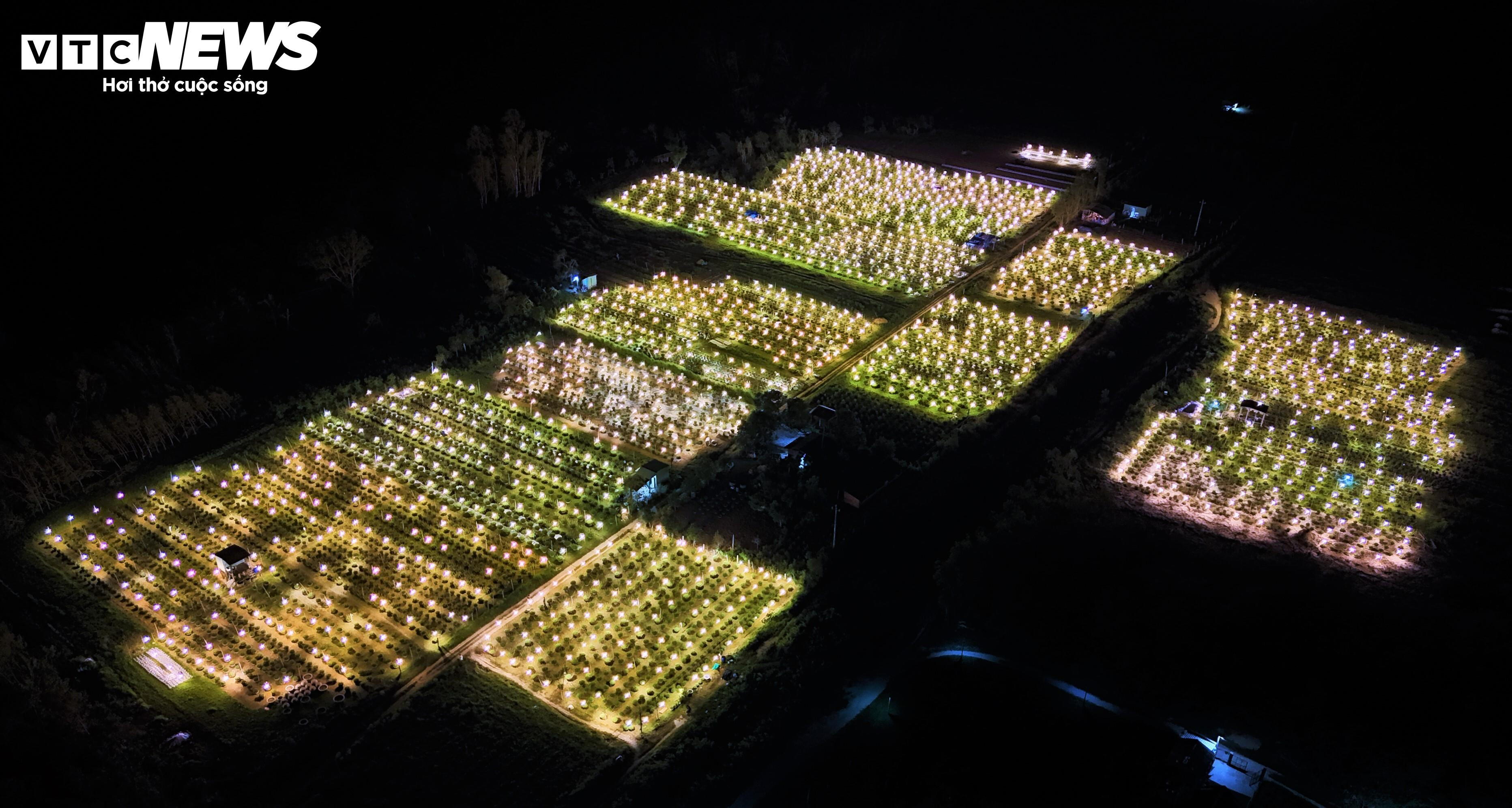 Bừng sáng sau bão lũ, làng hoa cúc Tết tại Gia Lai mong đừng cúp điện để cứu cây - 1