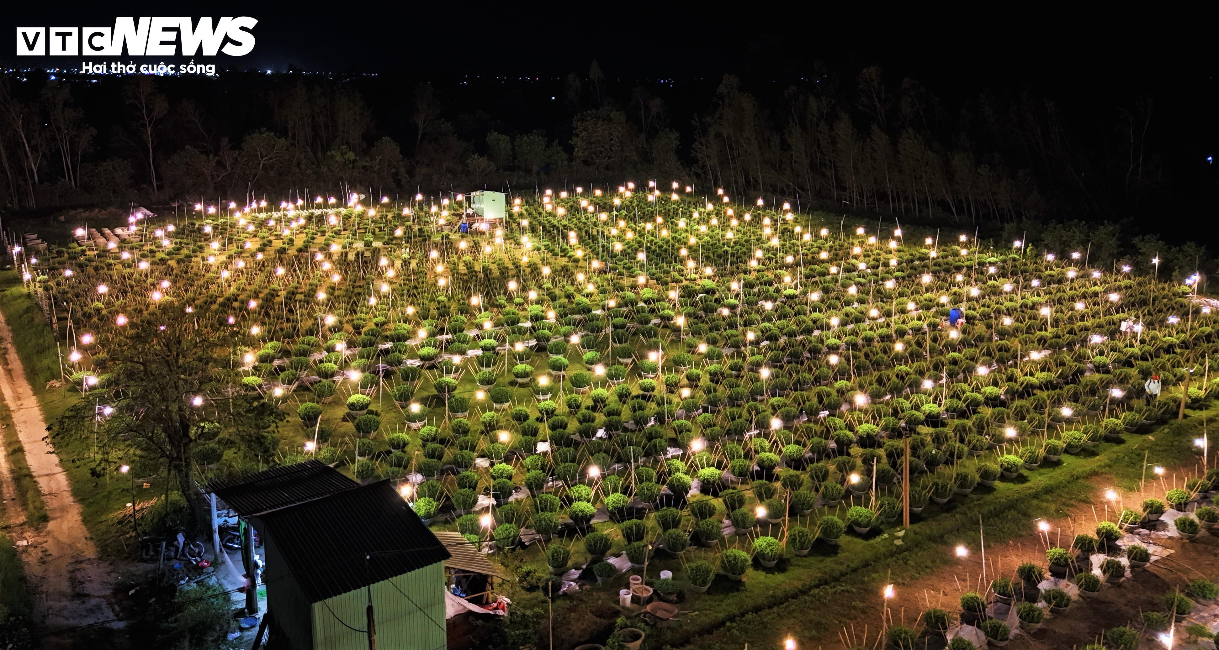 Bừng sáng sau bão lũ, làng hoa cúc Tết tại Gia Lai mong đừng cúp điện để cứu cây - 10