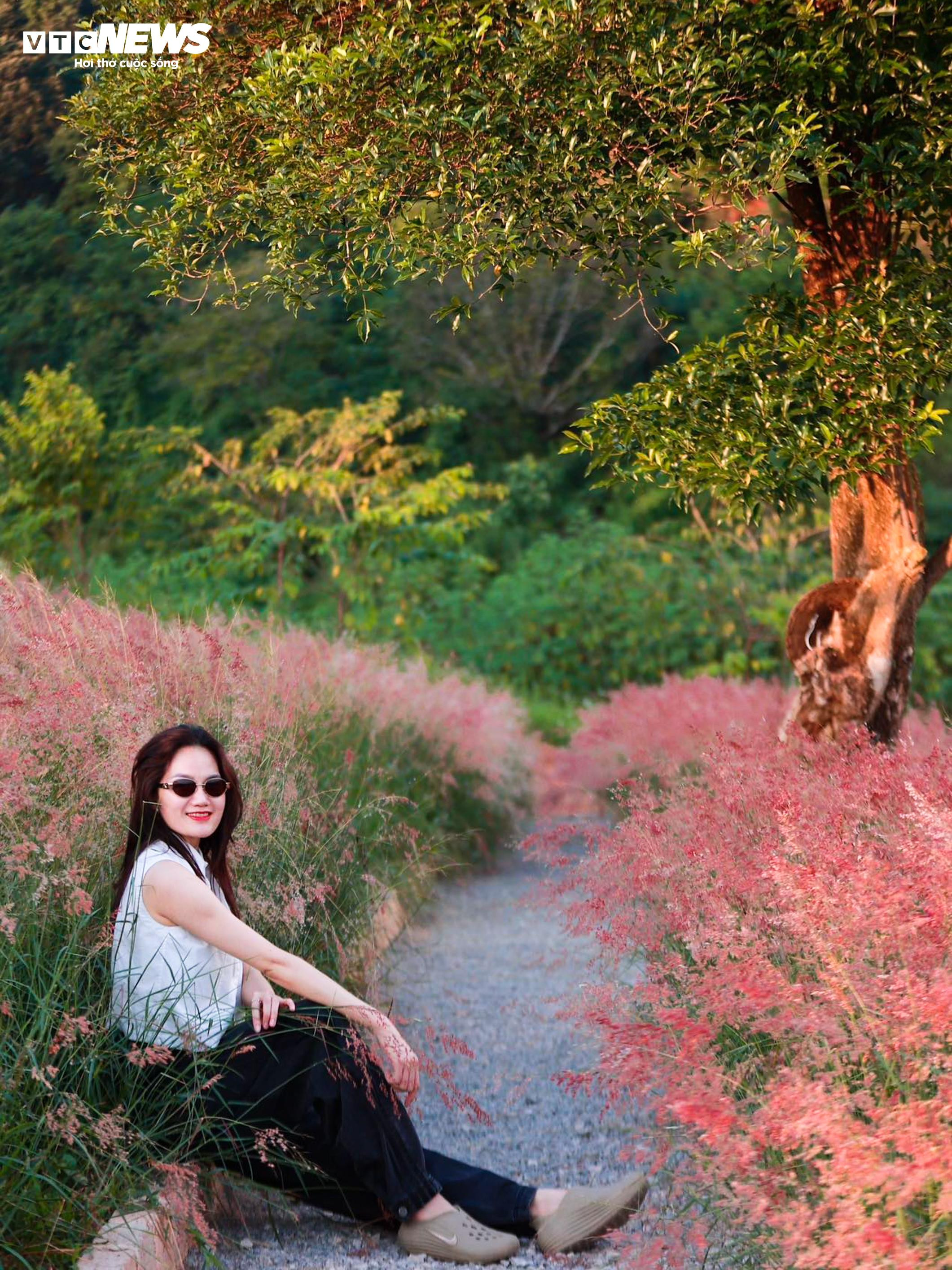 Đồi cỏ hồng như phim Hàn giữa cao nguyên Mộc Châu - 9