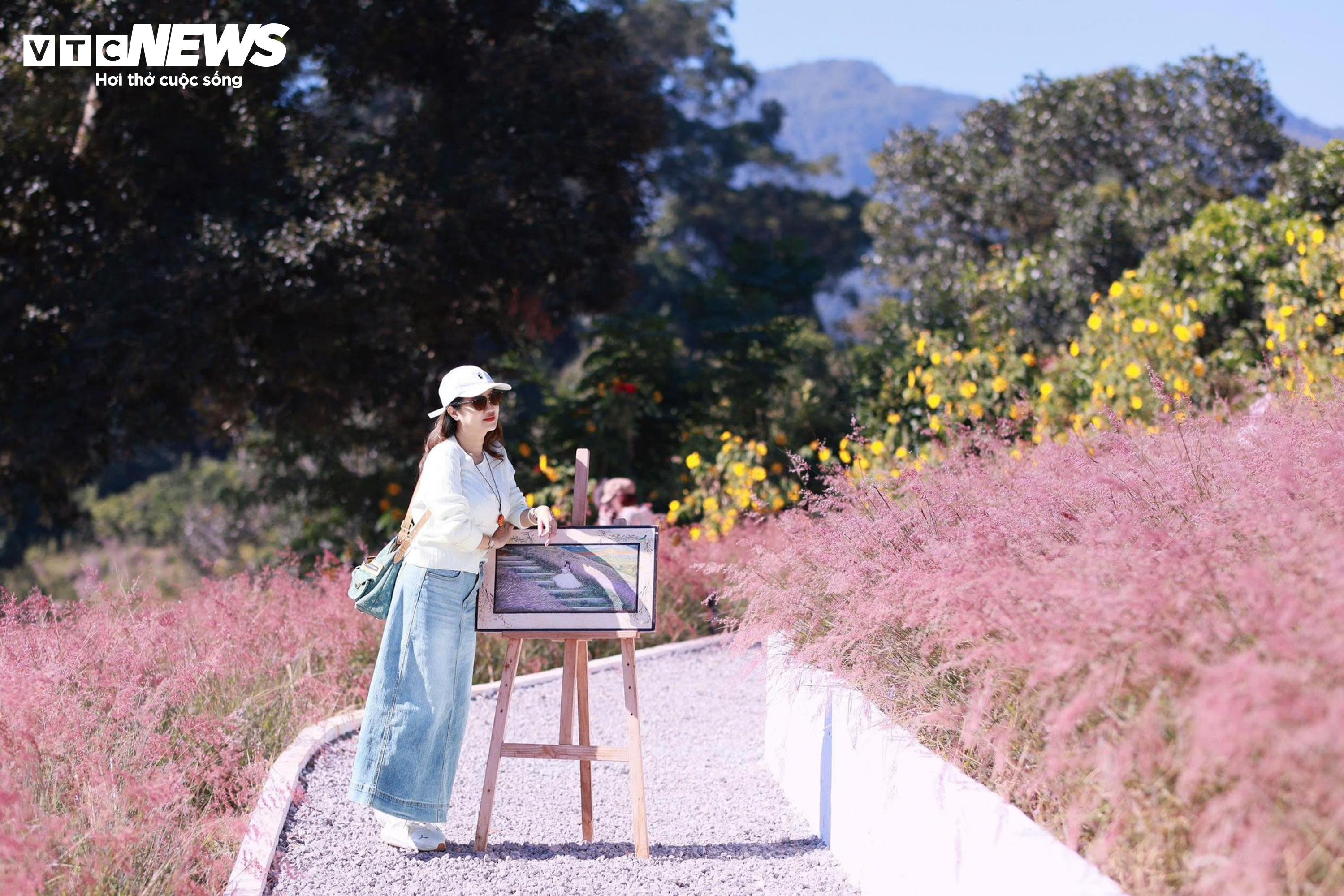 Đồi cỏ hồng như phim Hàn giữa cao nguyên Mộc Châu - 11