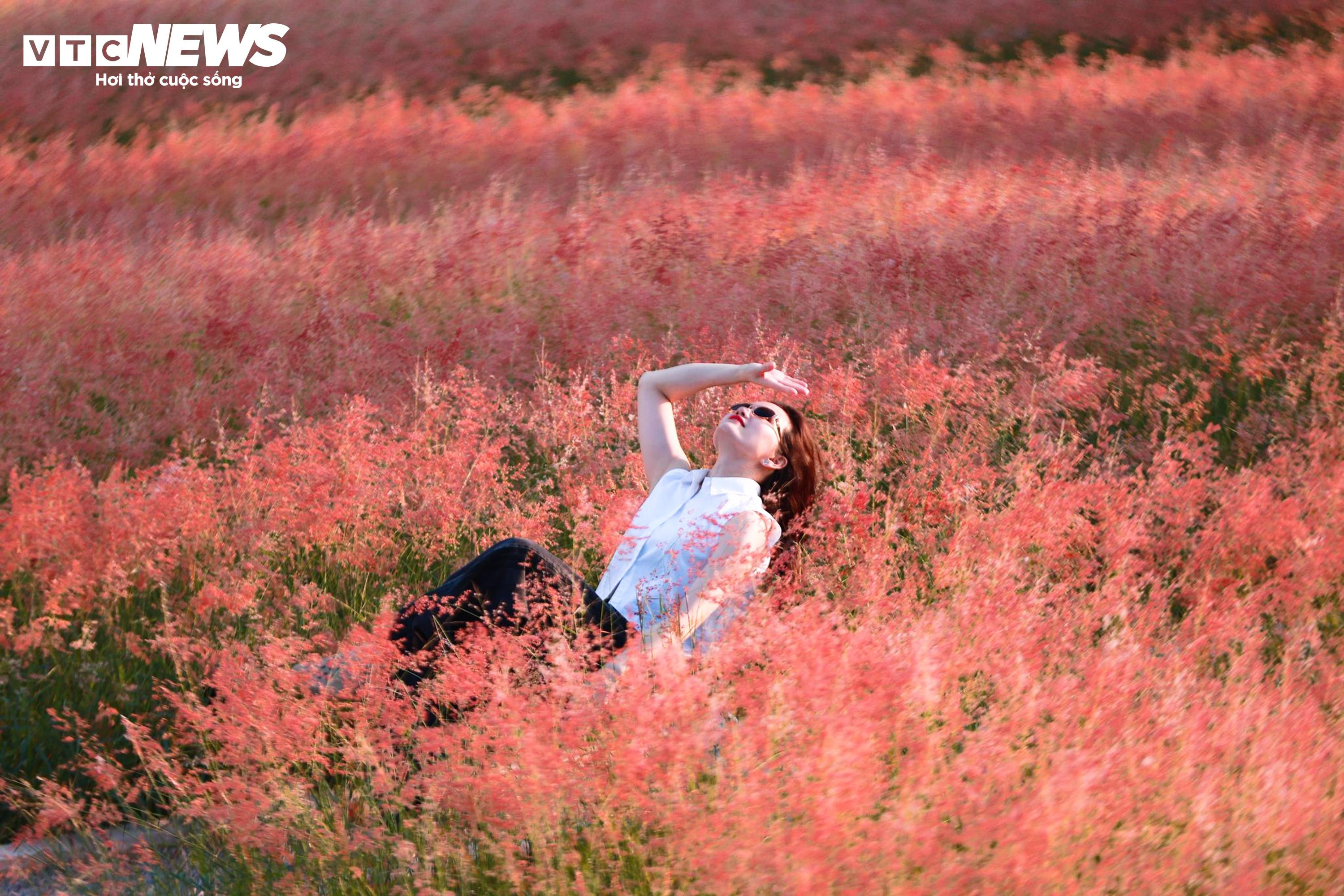 Đồi cỏ hồng như phim Hàn giữa cao nguyên Mộc Châu - 2