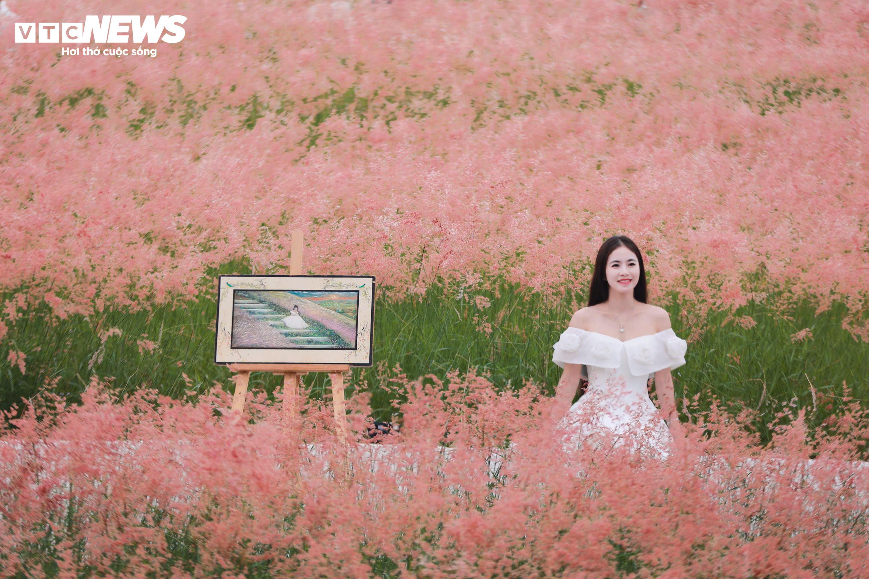 Đồi cỏ hồng như phim Hàn giữa cao nguyên Mộc Châu - 1