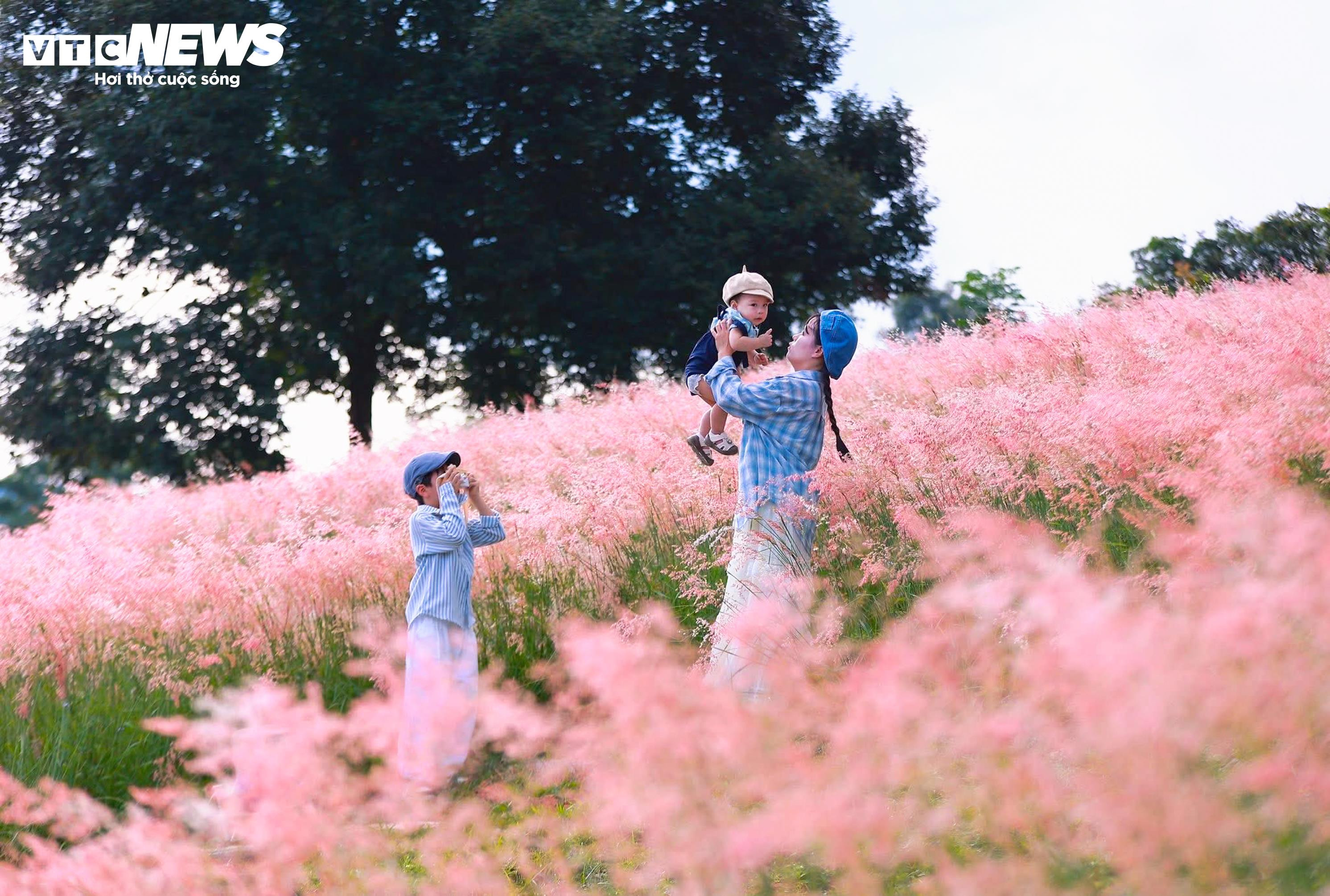 Đồi cỏ hồng như phim Hàn giữa cao nguyên Mộc Châu - 3