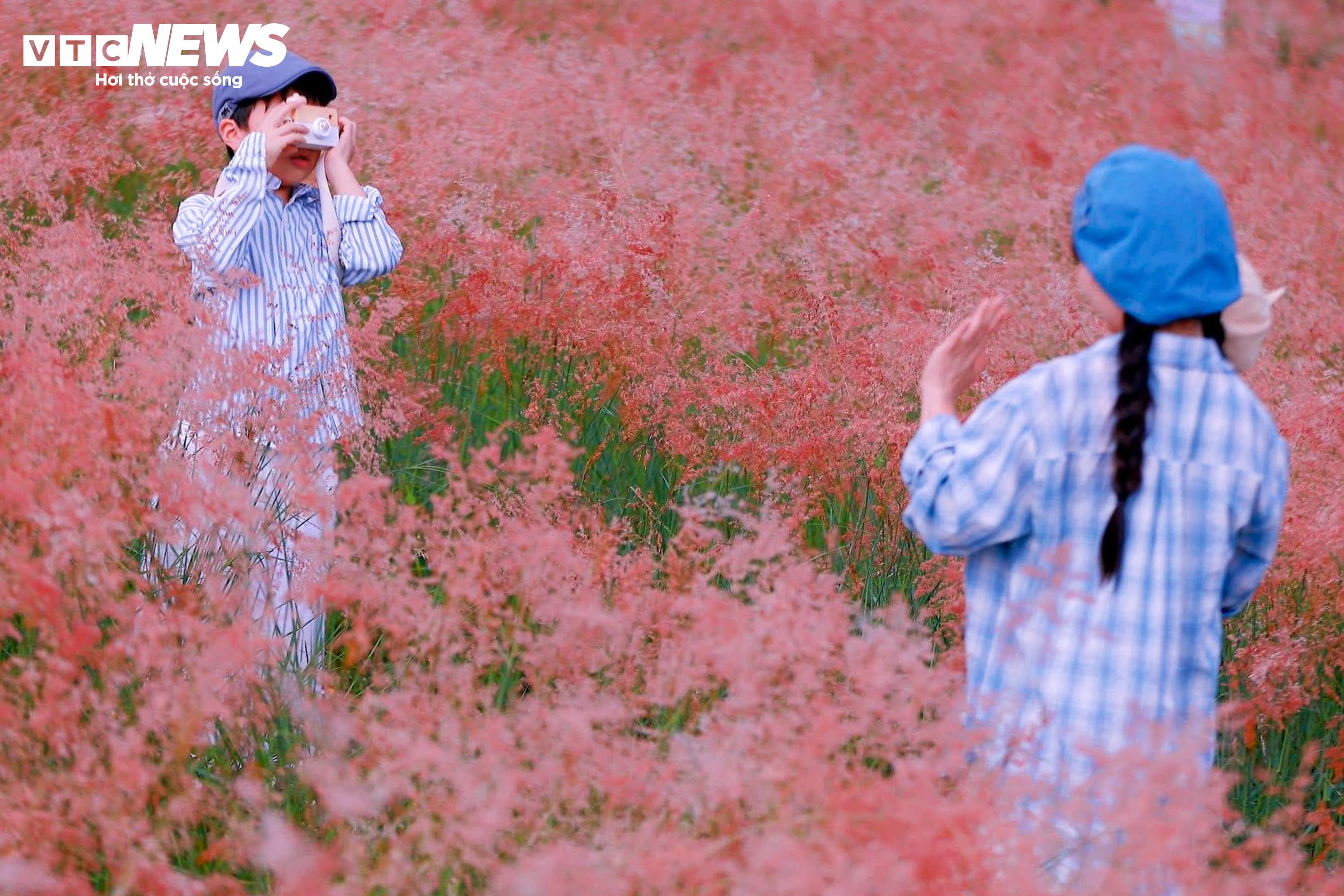 Đồi cỏ hồng như phim Hàn giữa cao nguyên Mộc Châu - 4