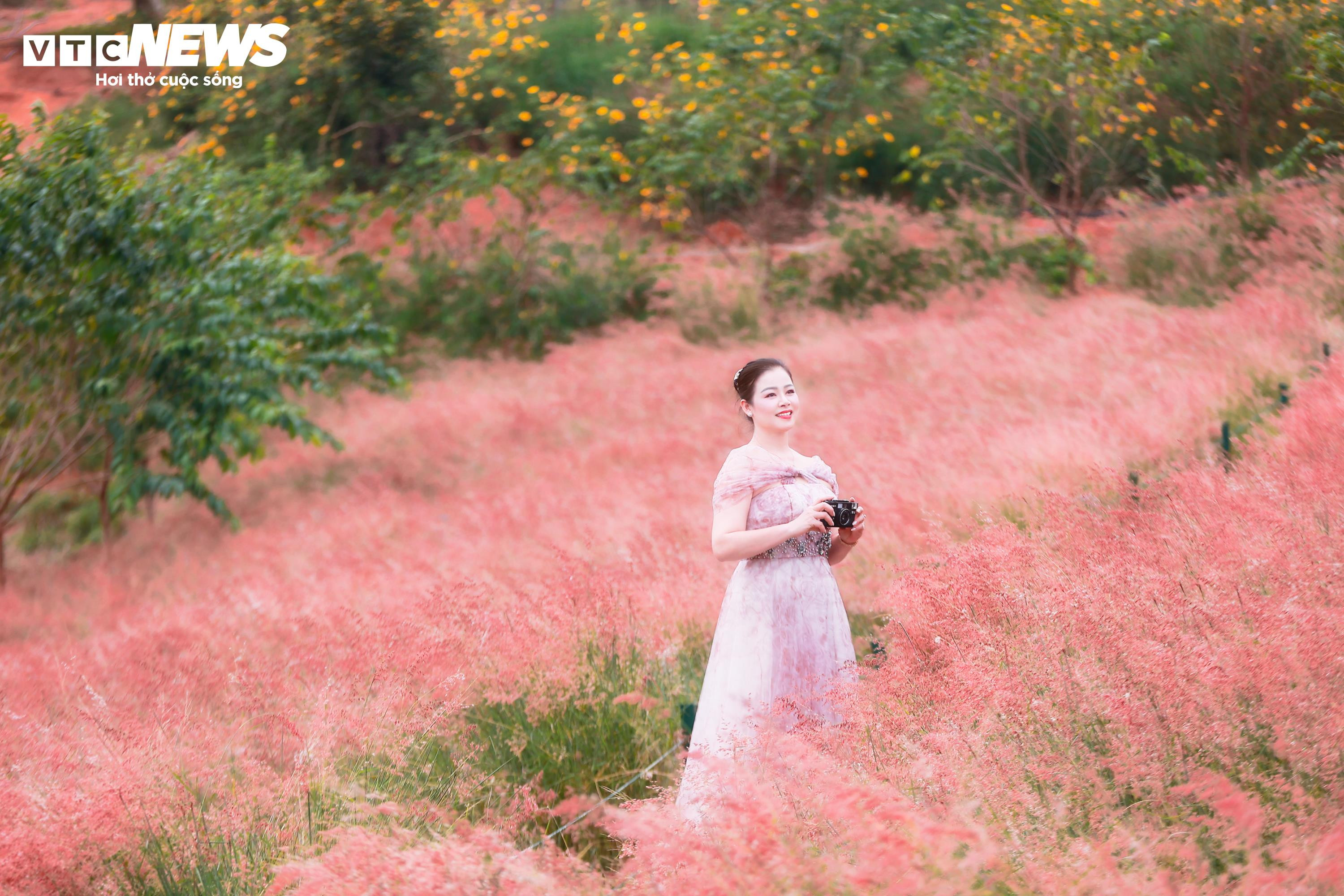 Đồi cỏ hồng như phim Hàn giữa cao nguyên Mộc Châu - 7