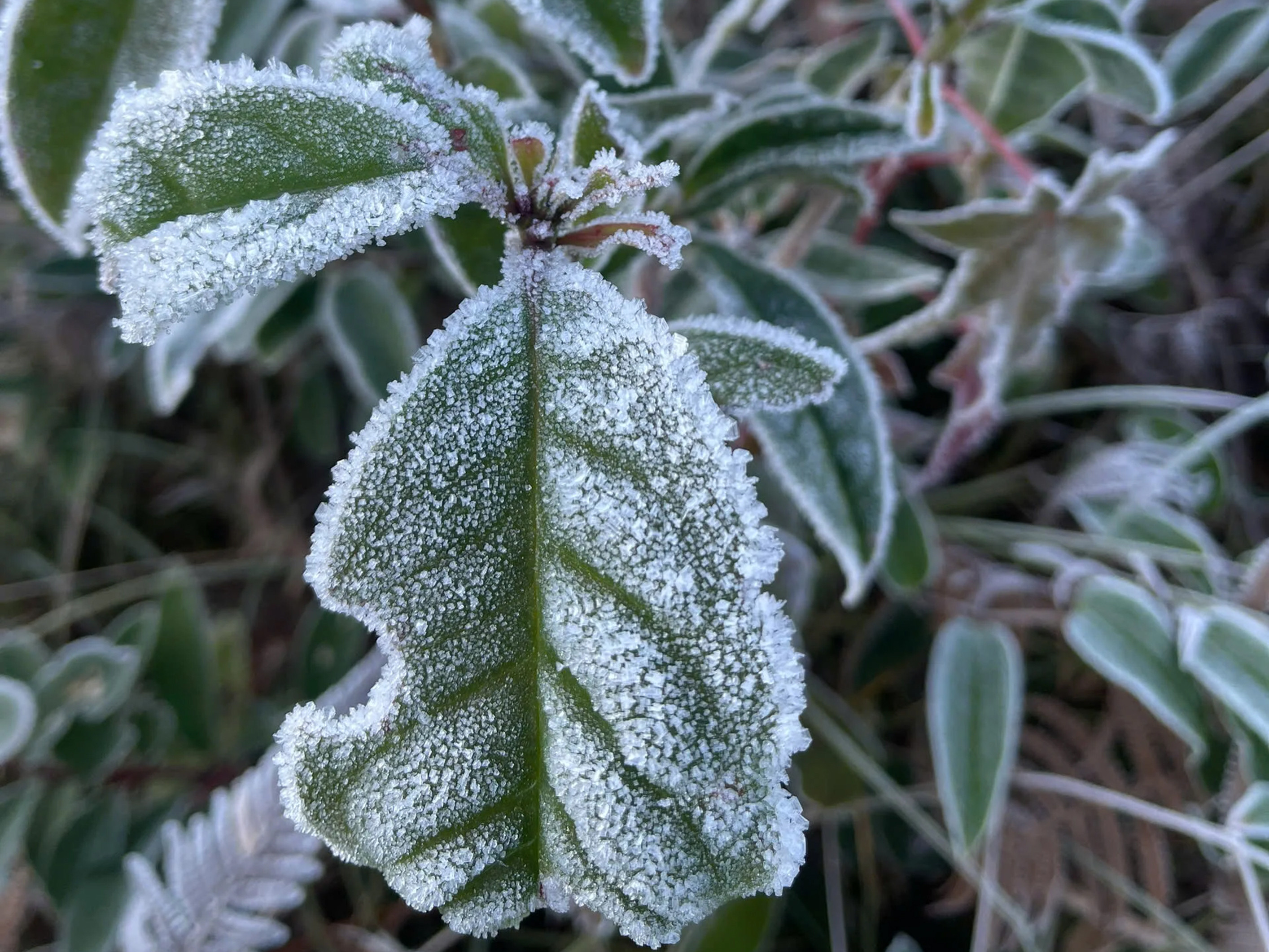 Lào Cai: Băng giá trắng xóa 'bao phủ' bản làng ở Y Tý - 3