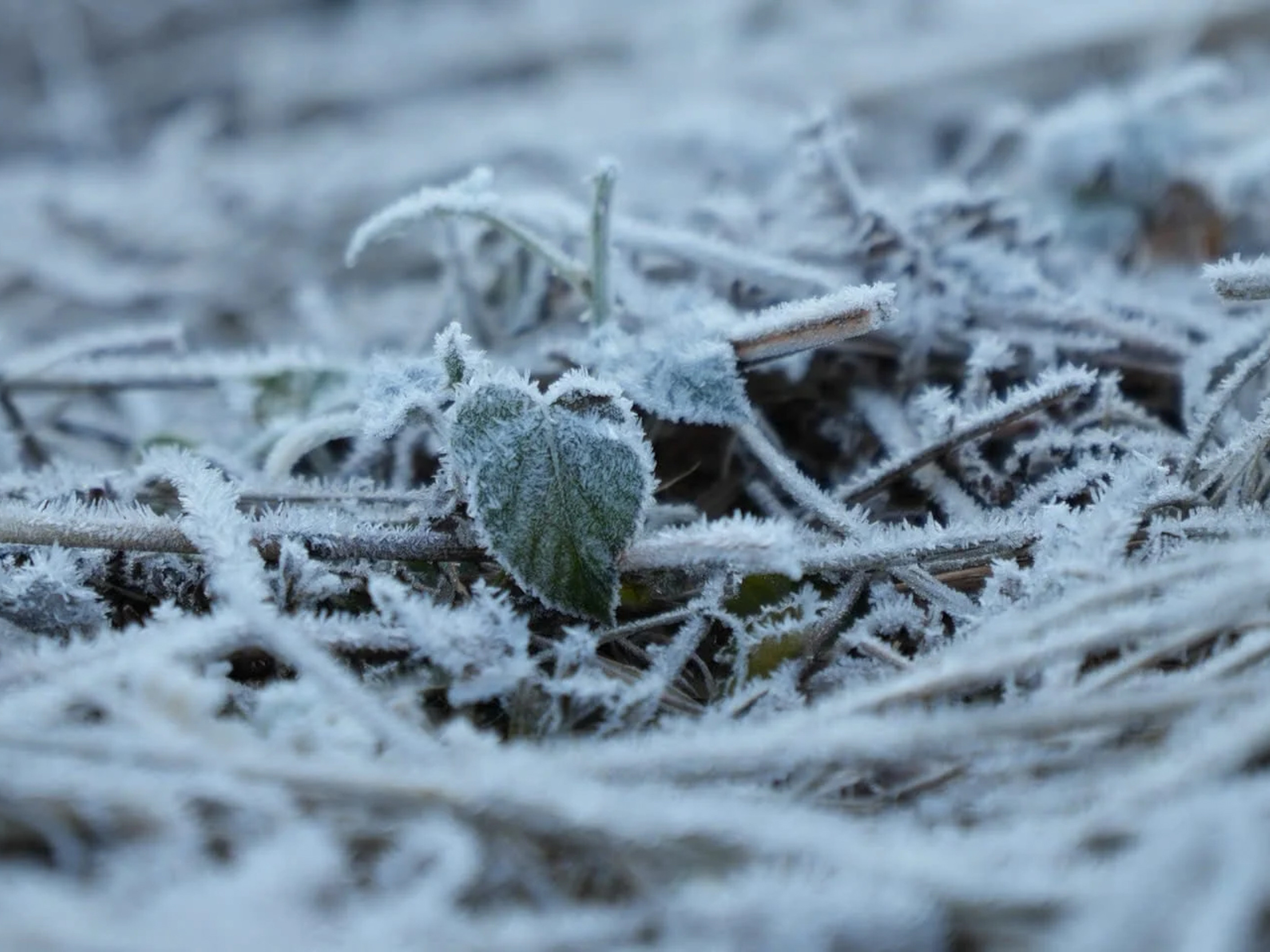 Lào Cai: Băng giá trắng xóa 'bao phủ' bản làng ở Y Tý - 4