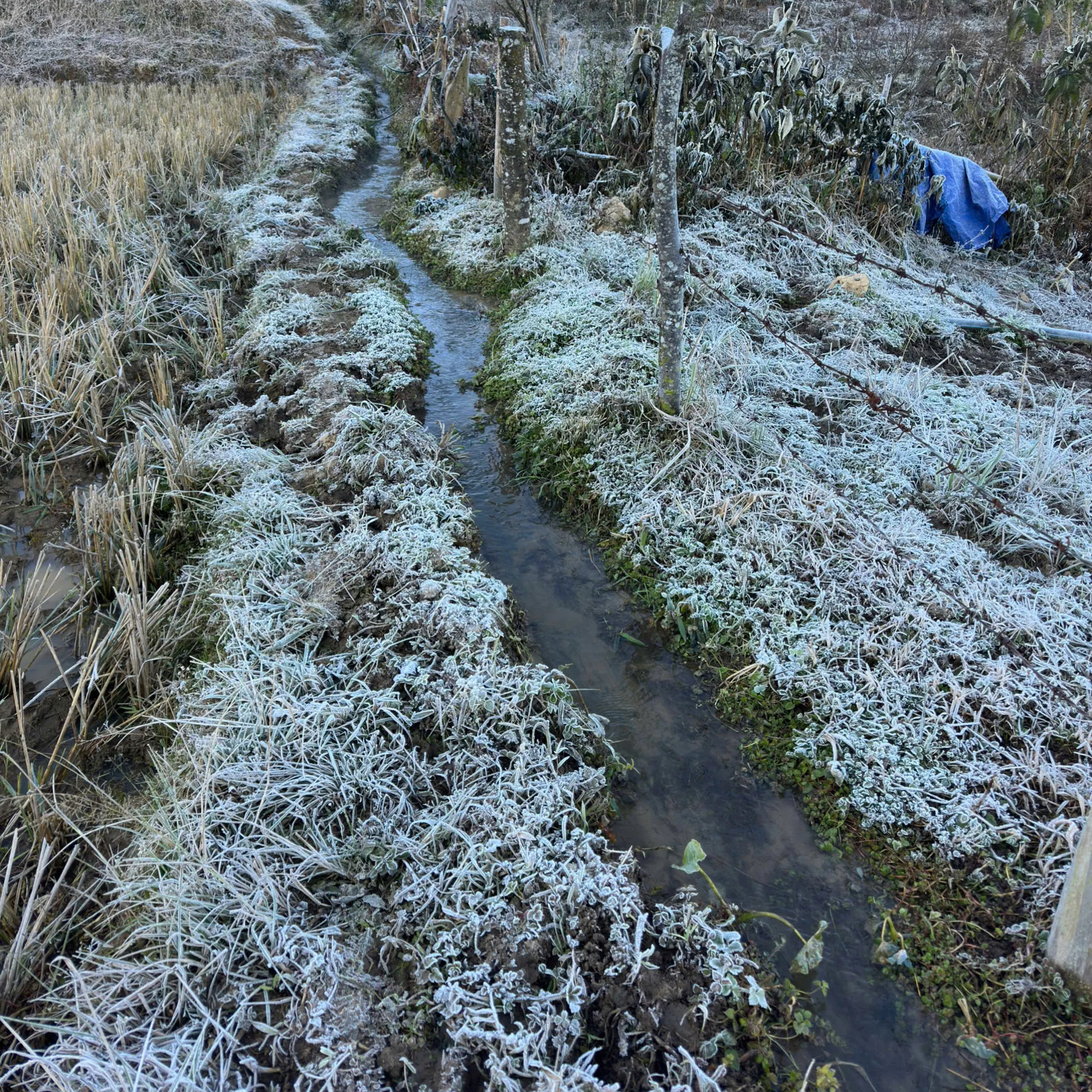 Lào Cai: Băng giá trắng xóa 'bao phủ' bản làng ở Y Tý - 6