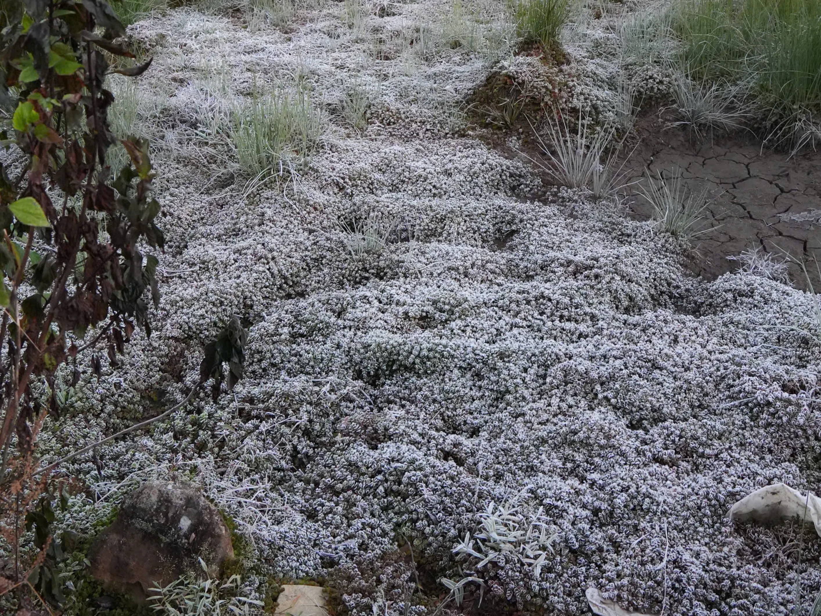 Lào Cai: Băng giá trắng xóa 'bao phủ' bản làng ở Y Tý - 8