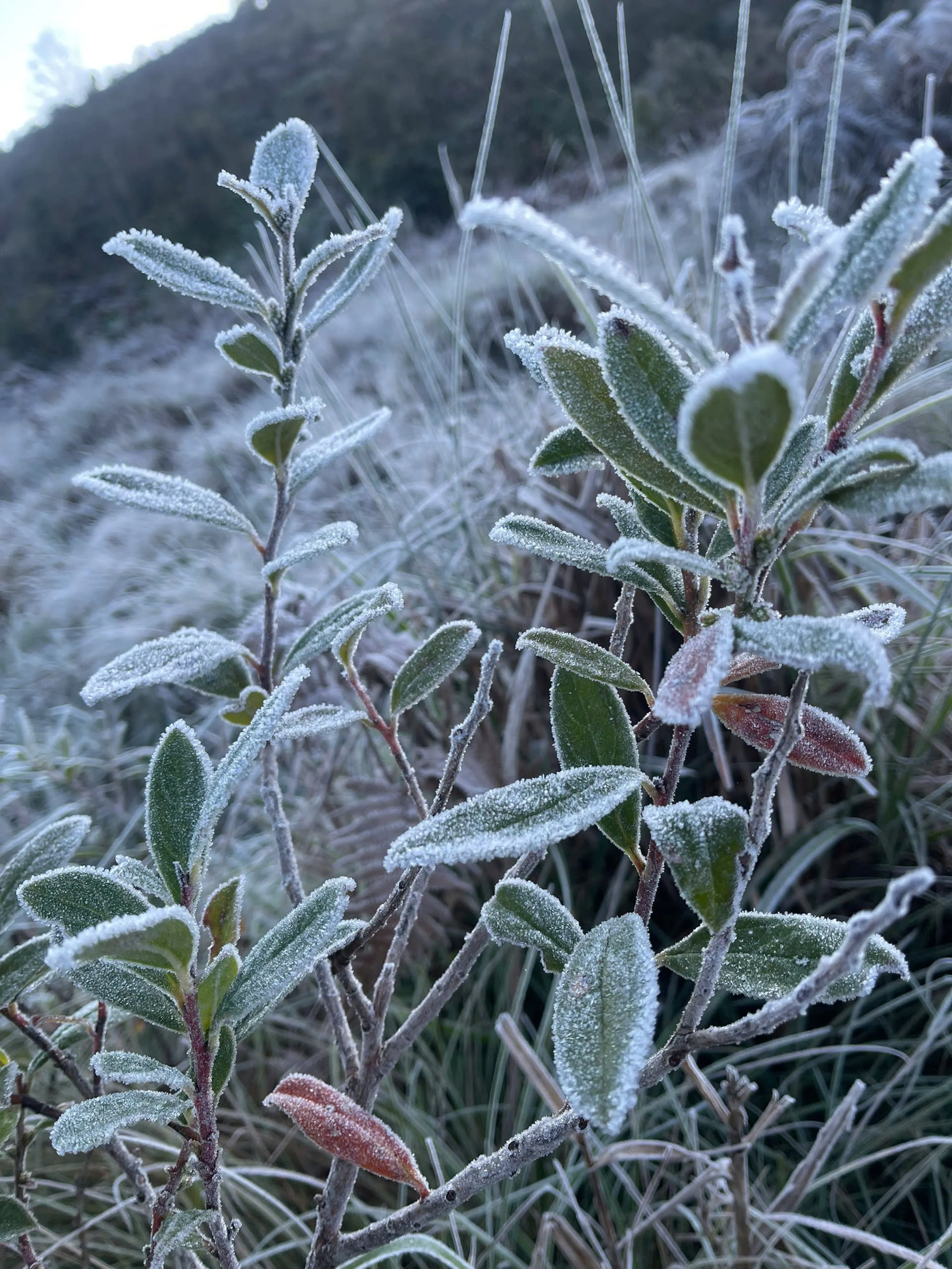 Lào Cai: Băng giá trắng xóa 'bao phủ' bản làng ở Y Tý - 9