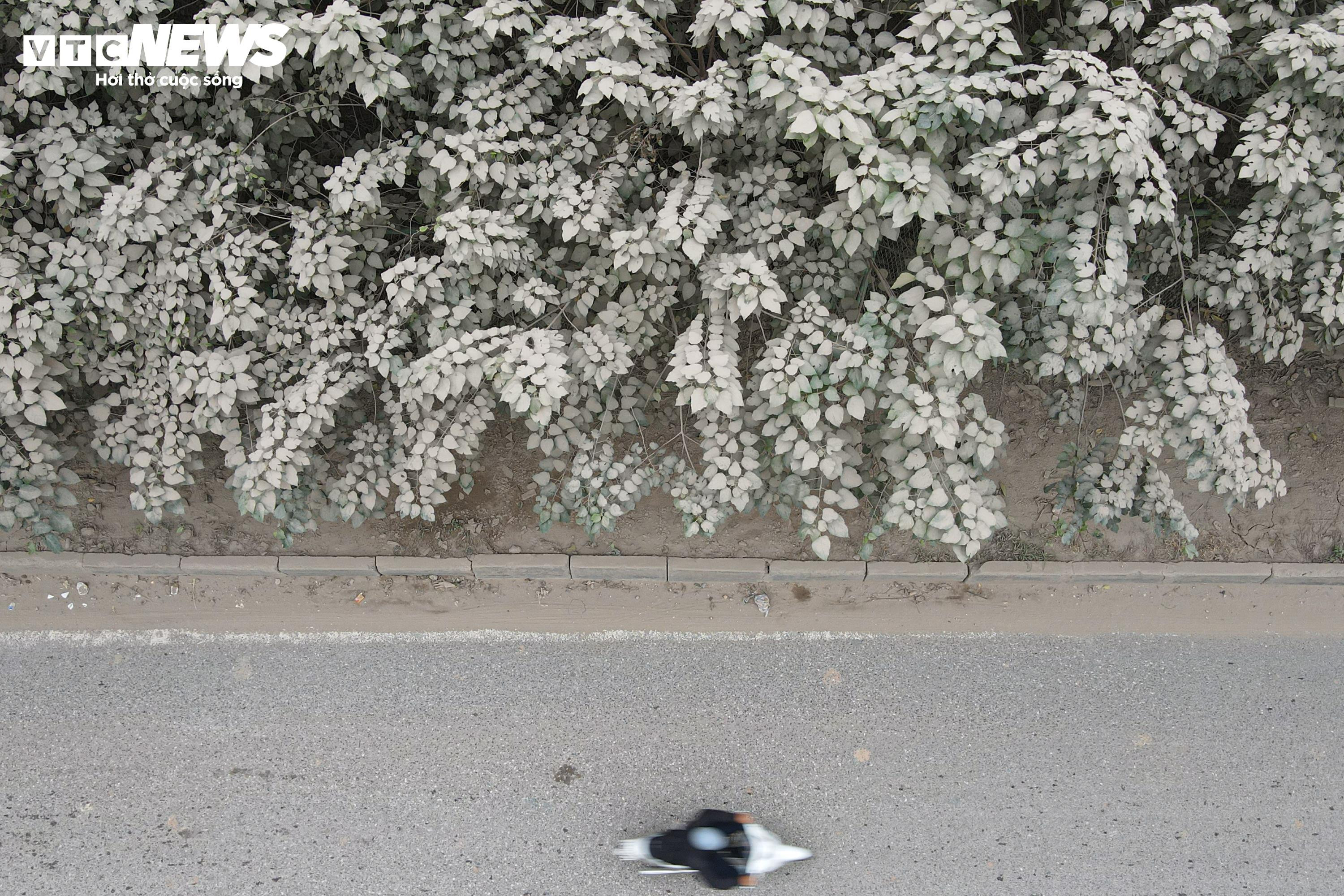 'Bão bụi' bao phủ đường cửa ngõ Hà Nội, cây cối chuyển màu trắng xóa - 11