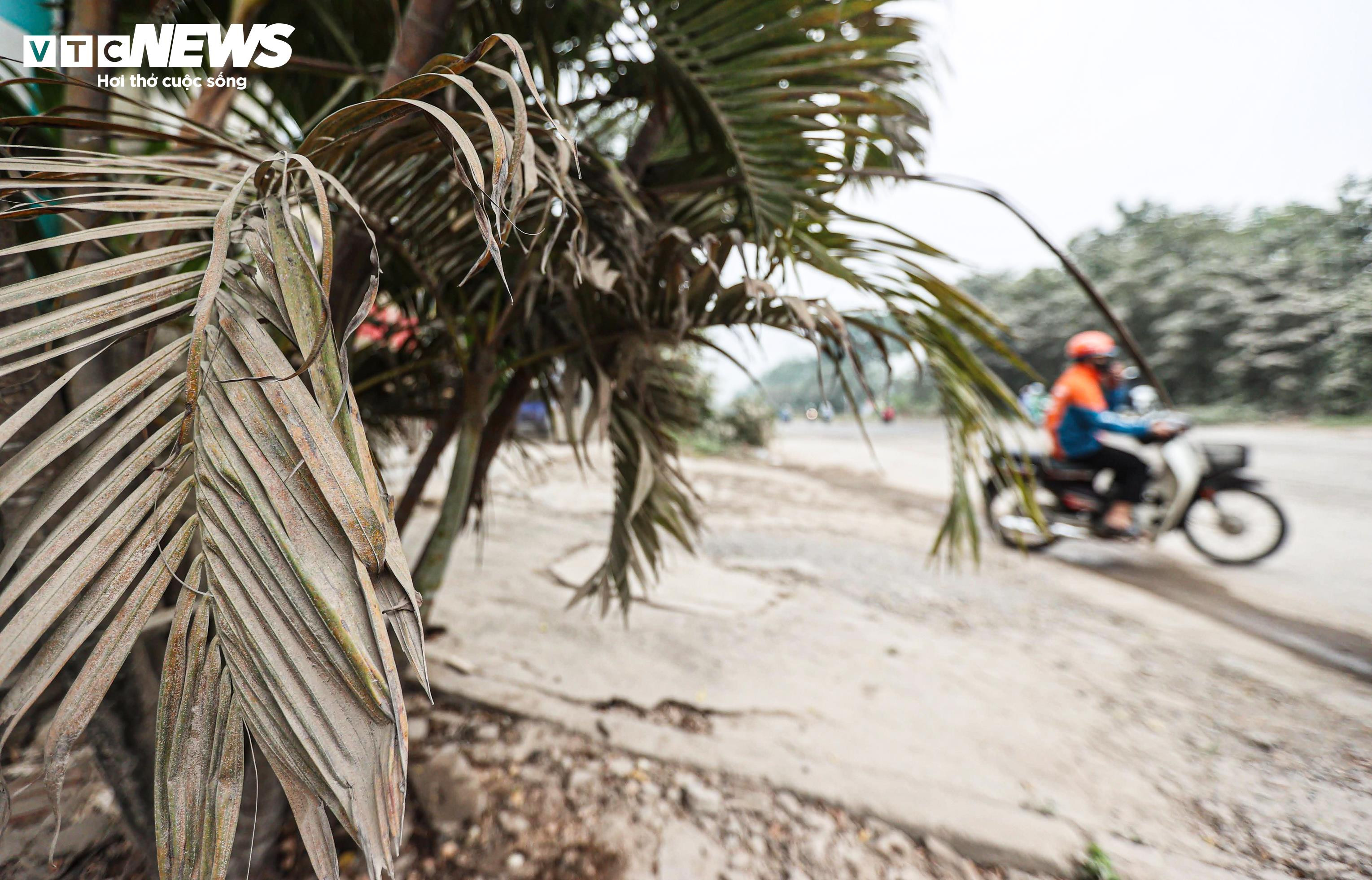 'Bão bụi' bao phủ đường cửa ngõ Hà Nội, cây cối chuyển màu trắng xóa - 13