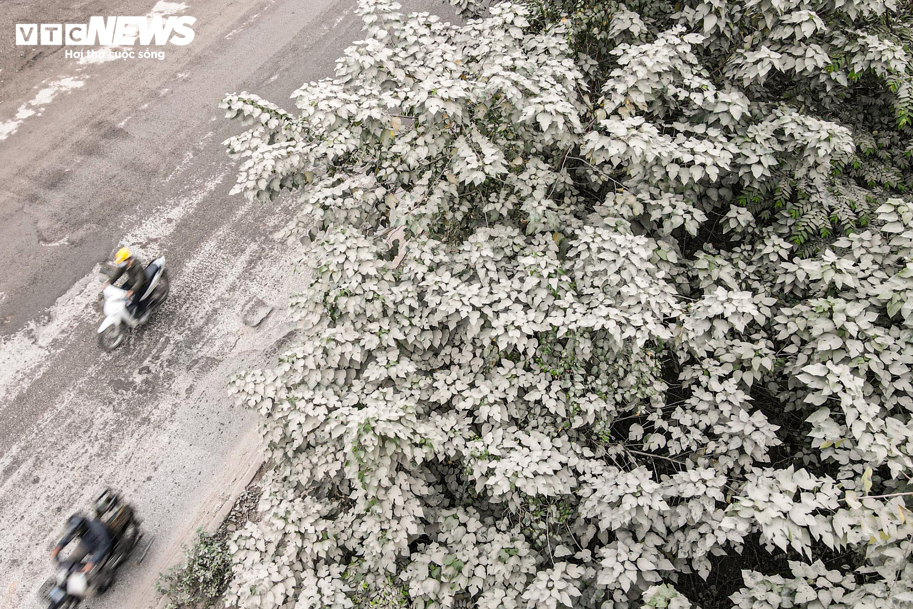 'Bão bụi' bao phủ đường cửa ngõ Hà Nội, cây cối chuyển màu trắng xóa - 2