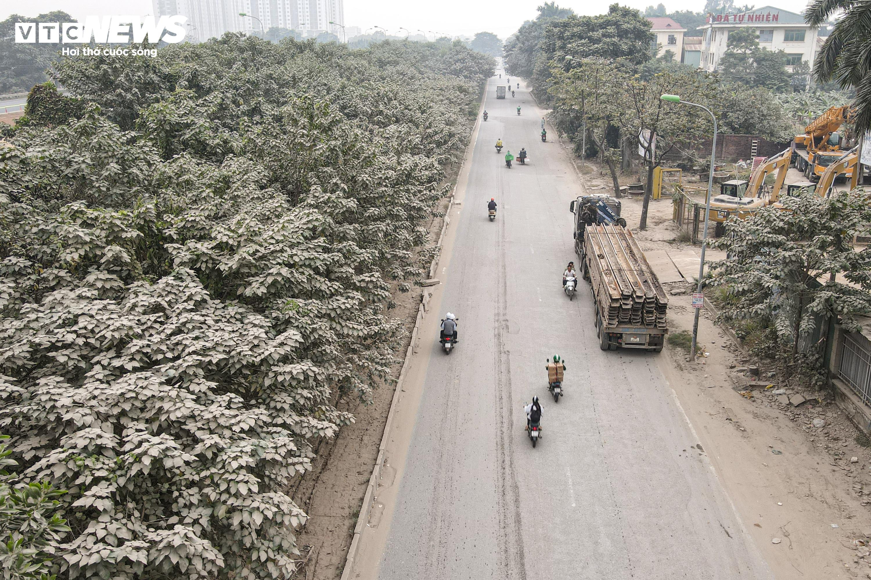 'Bão bụi' bao phủ đường cửa ngõ Hà Nội, cây cối chuyển màu trắng xóa - 5