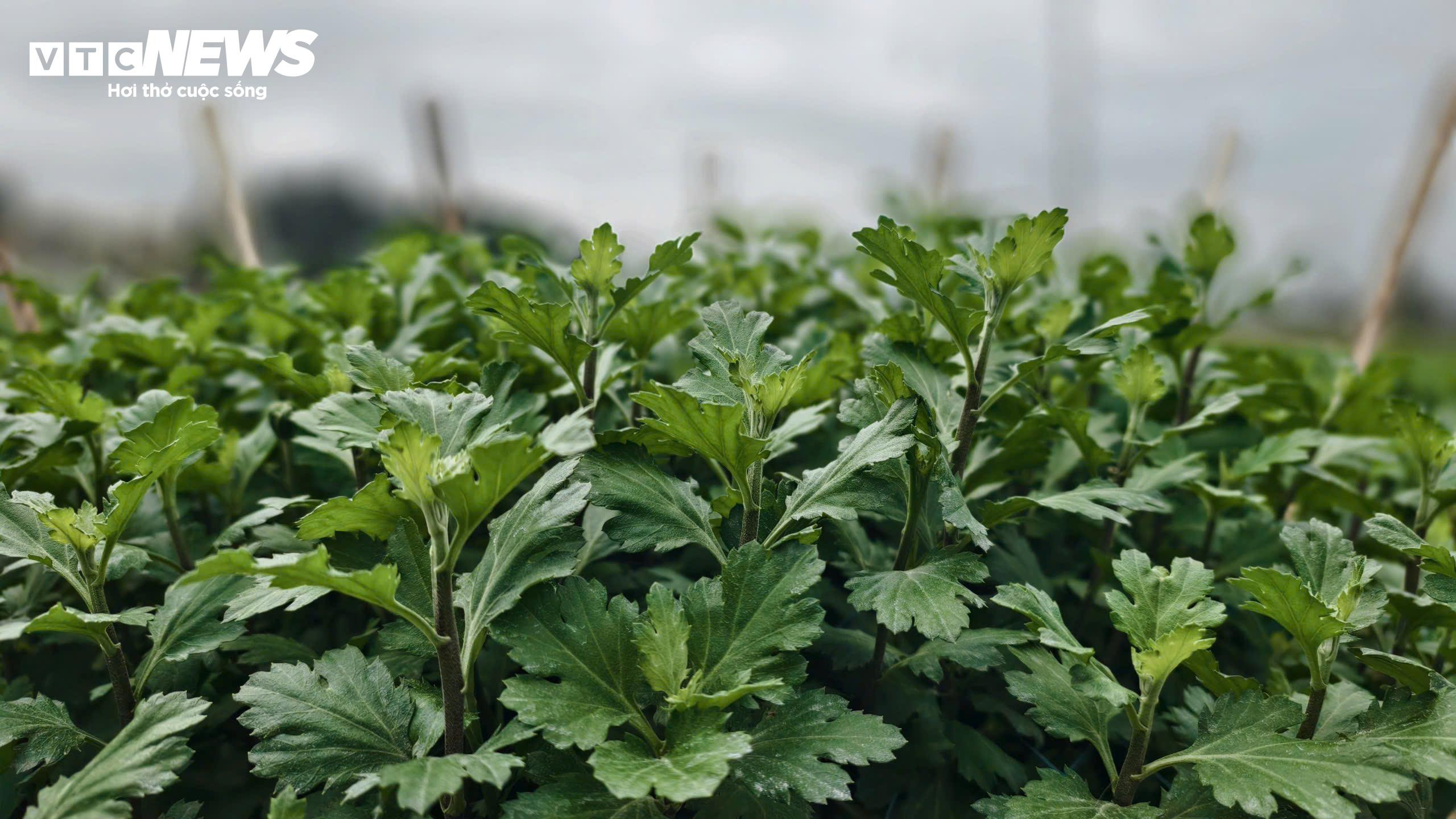 Mưa lớn, sâu bệnh tấn công, nông dân thủ phủ hoa cúc 'đứng ngồi không yên' - 9