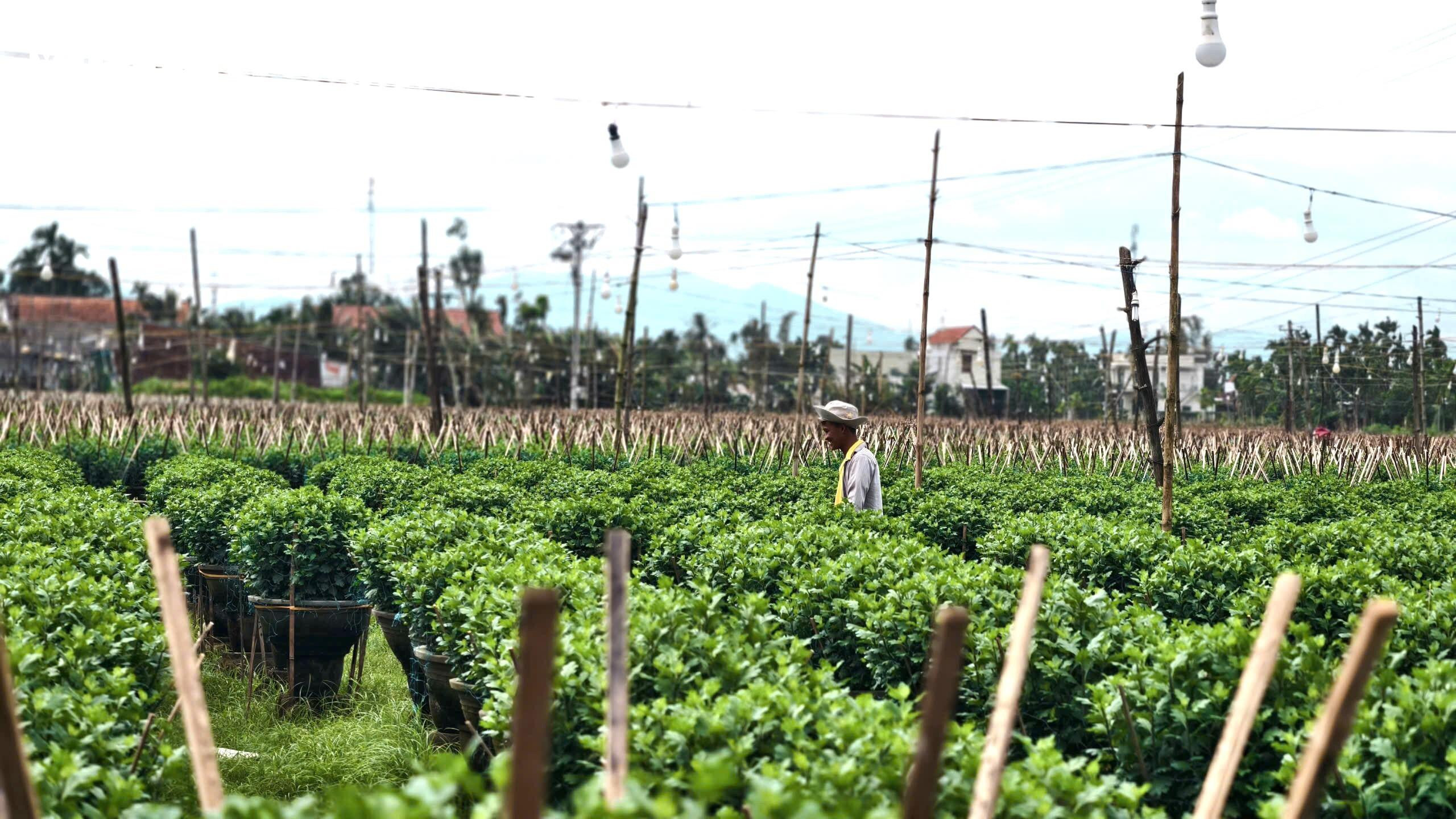 Mưa lớn, sâu bệnh tấn công, nông dân thủ phủ hoa cúc 'đứng ngồi không yên' - 10