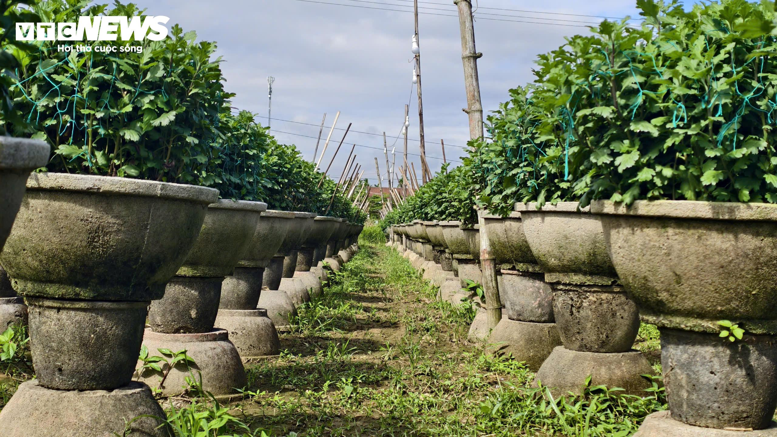Mưa lớn, sâu bệnh tấn công, nông dân thủ phủ hoa cúc 'đứng ngồi không yên' - 8
