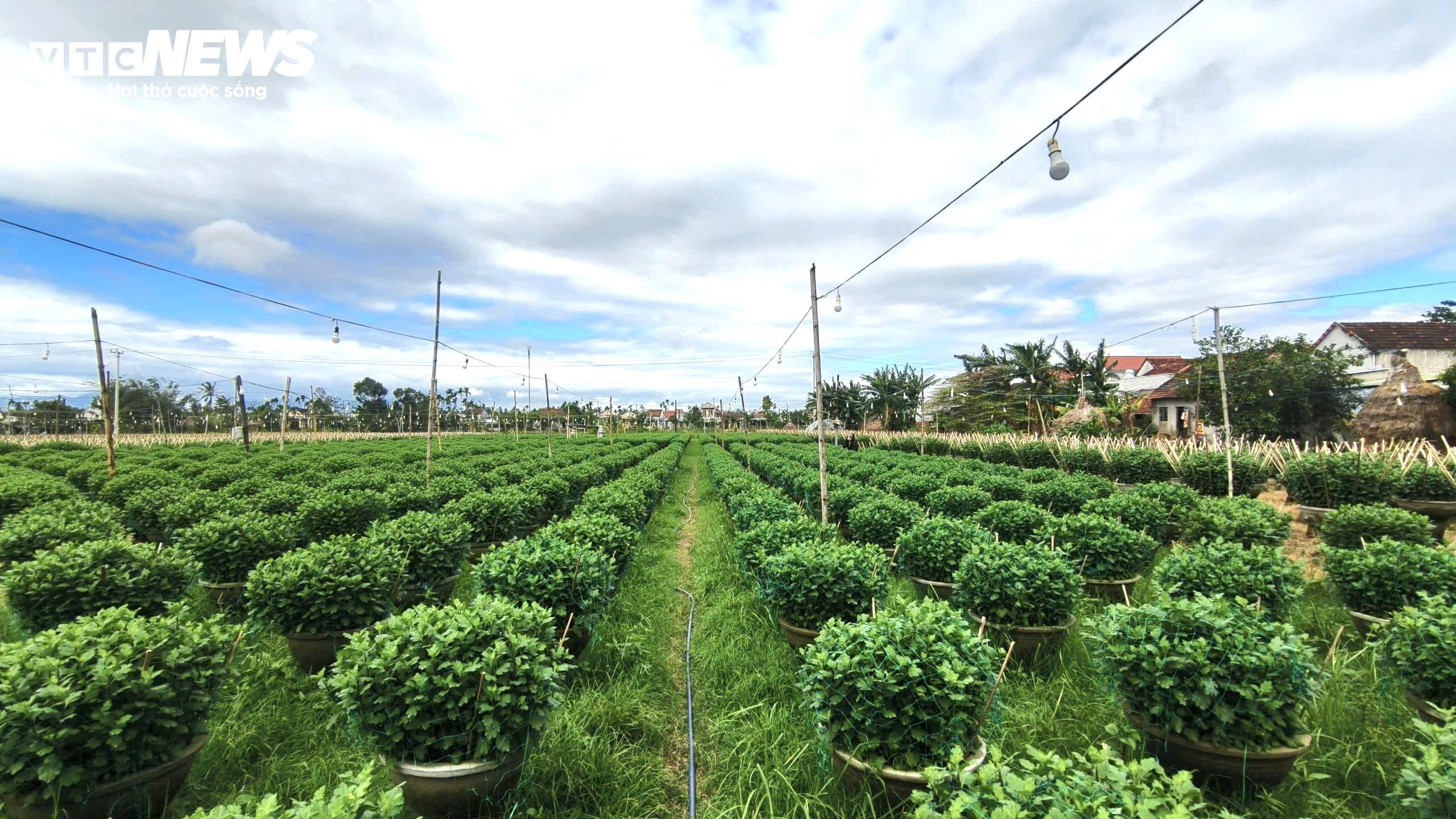 Mưa lớn, sâu bệnh tấn công, nông dân thủ phủ hoa cúc 'đứng ngồi không yên' - 2