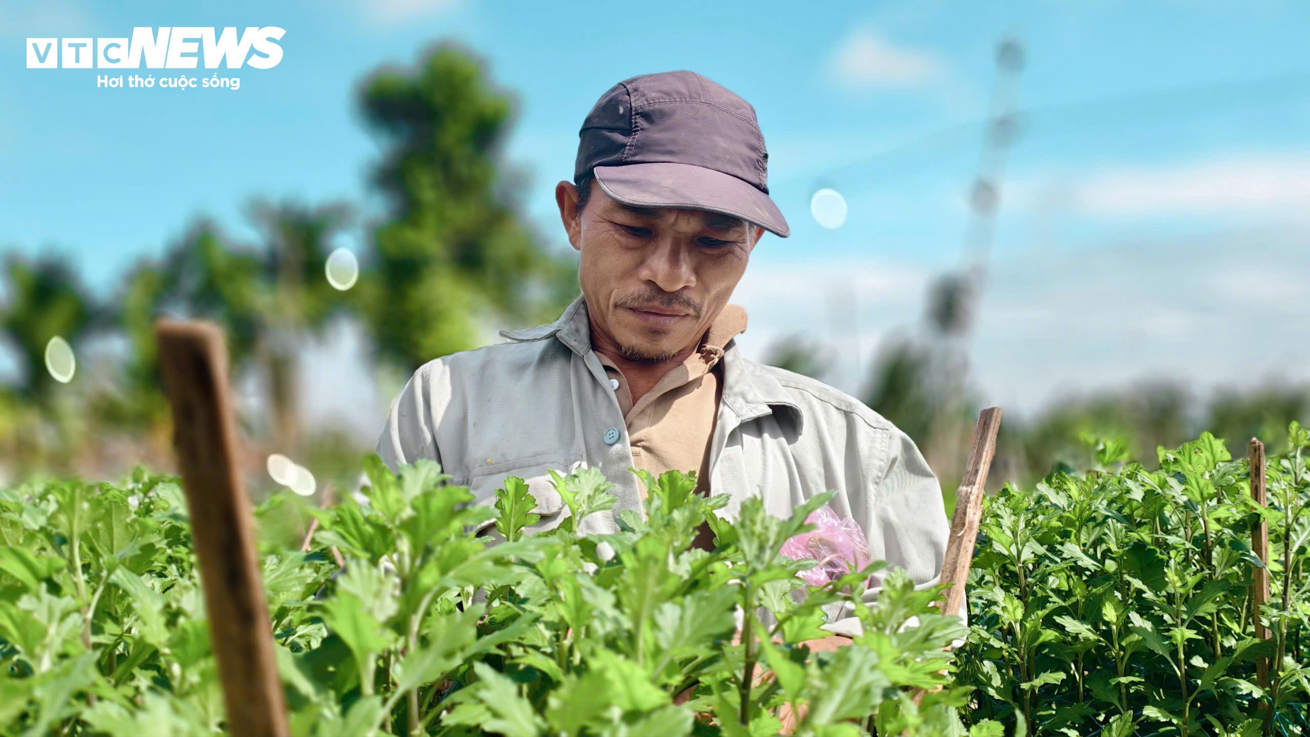 Mưa lớn, sâu bệnh tấn công, nông dân thủ phủ hoa cúc 'đứng ngồi không yên' - 3