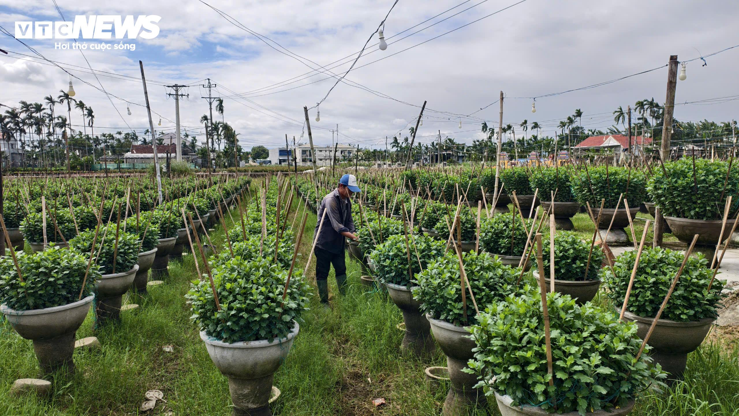 Mưa lớn, sâu bệnh tấn công, nông dân thủ phủ hoa cúc 'đứng ngồi không yên' - 6