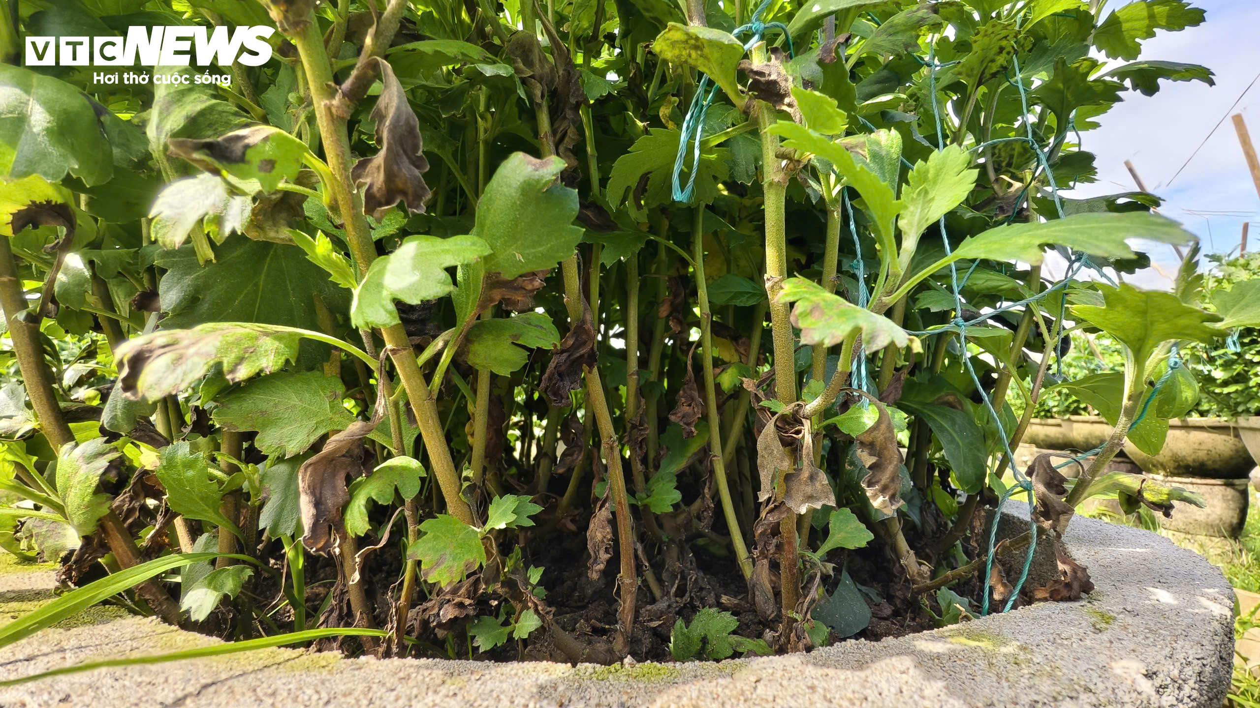 Mưa lớn, sâu bệnh tấn công, nông dân thủ phủ hoa cúc 'đứng ngồi không yên' - 7