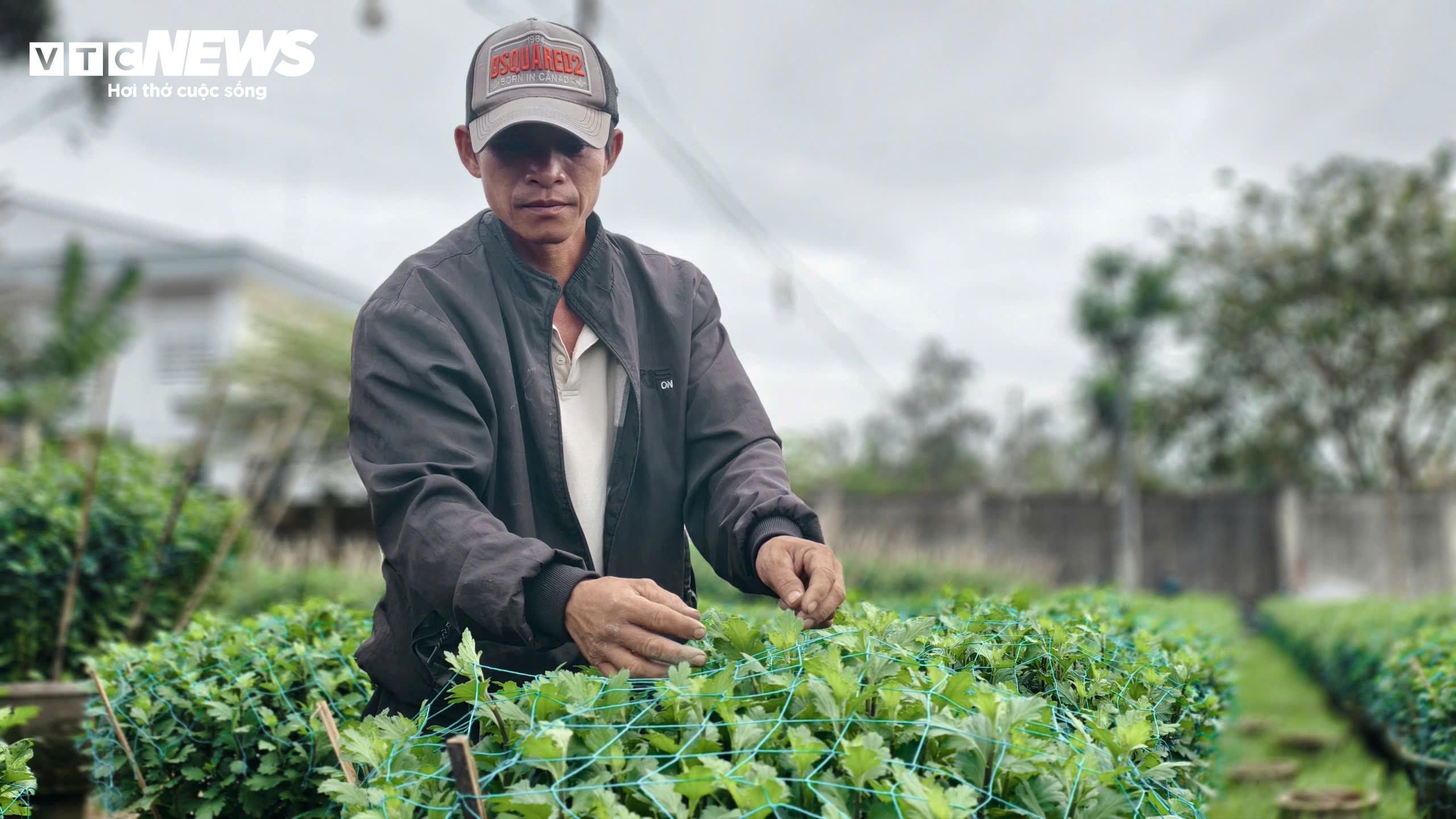 Mưa lớn, sâu bệnh tấn công, nông dân thủ phủ hoa cúc 'đứng ngồi không yên' - 5