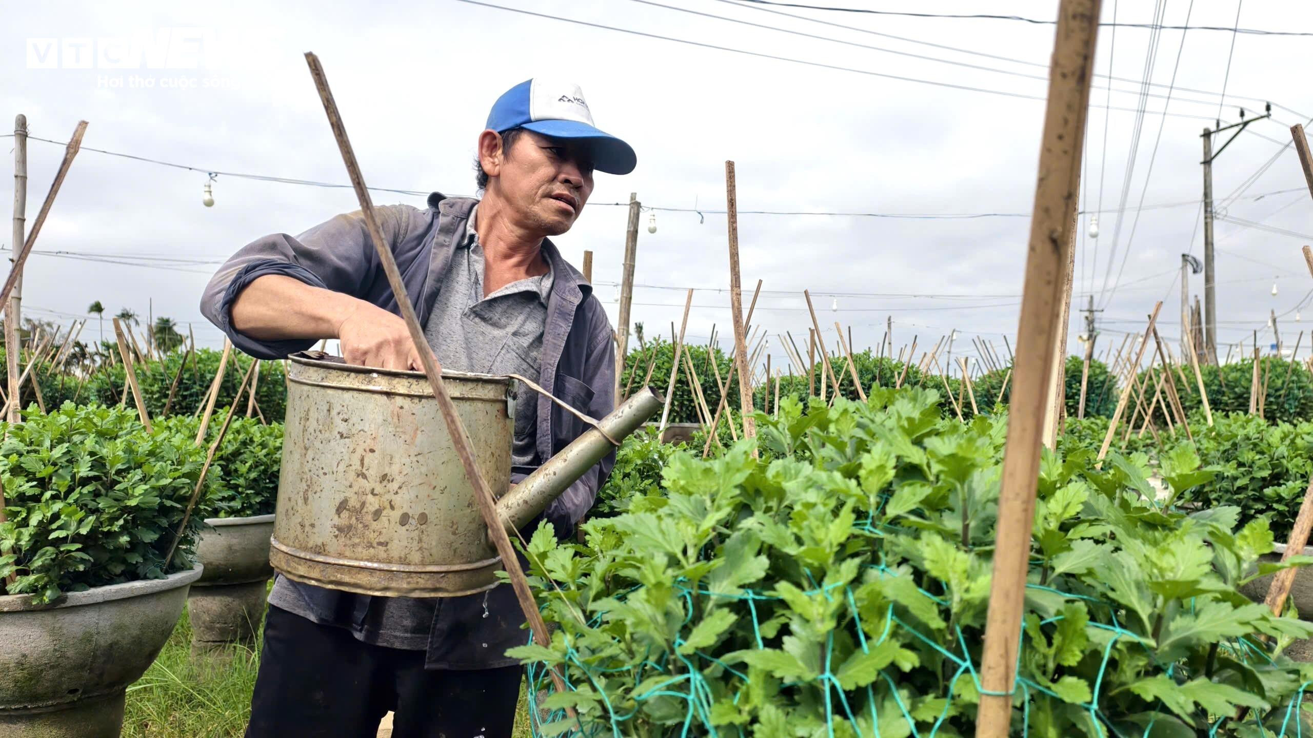 Mưa lớn, sâu bệnh tấn công, nông dân thủ phủ hoa cúc 'đứng ngồi không yên' - 4