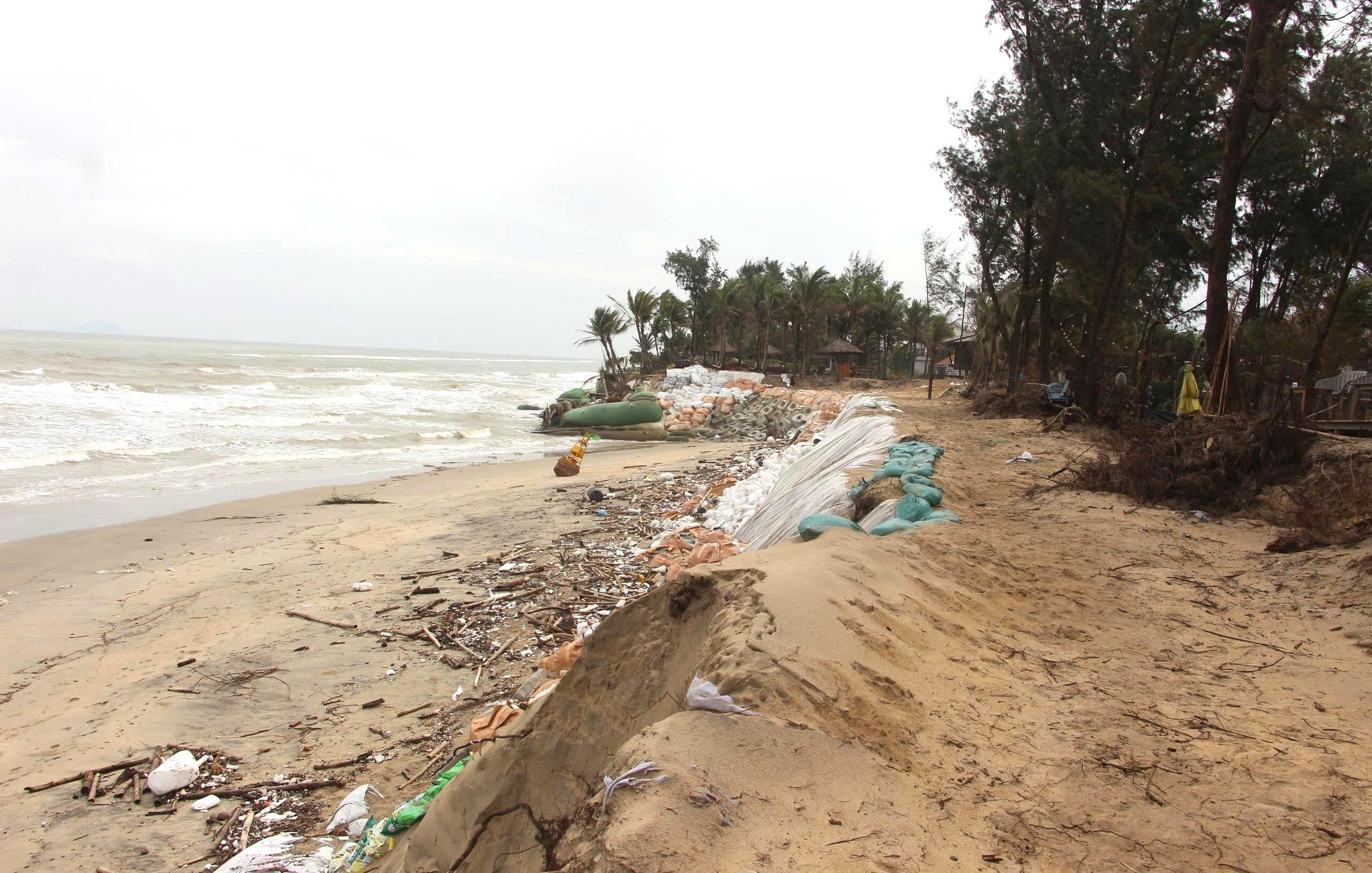 Sóng xé toạc bờ biển Đà Nẵng, đánh bật gốc phi lao, uy hiếp loạt công trình - 3