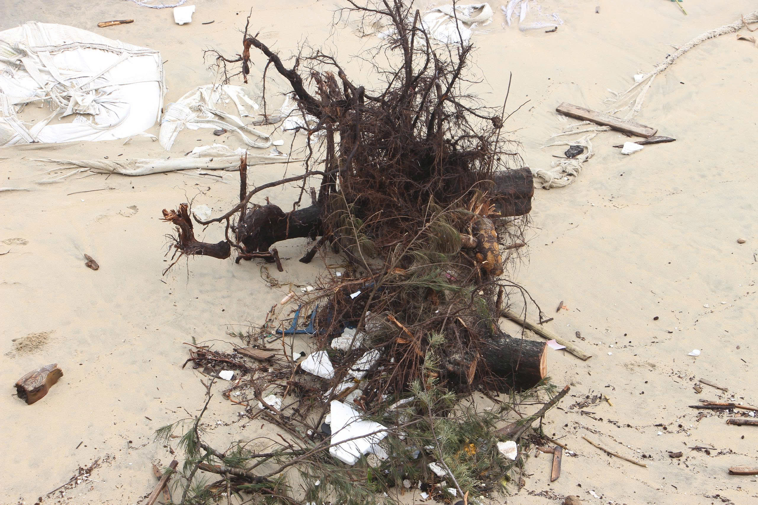 Sóng xé toạc bờ biển Đà Nẵng, đánh bật gốc phi lao, uy hiếp loạt công trình - 5