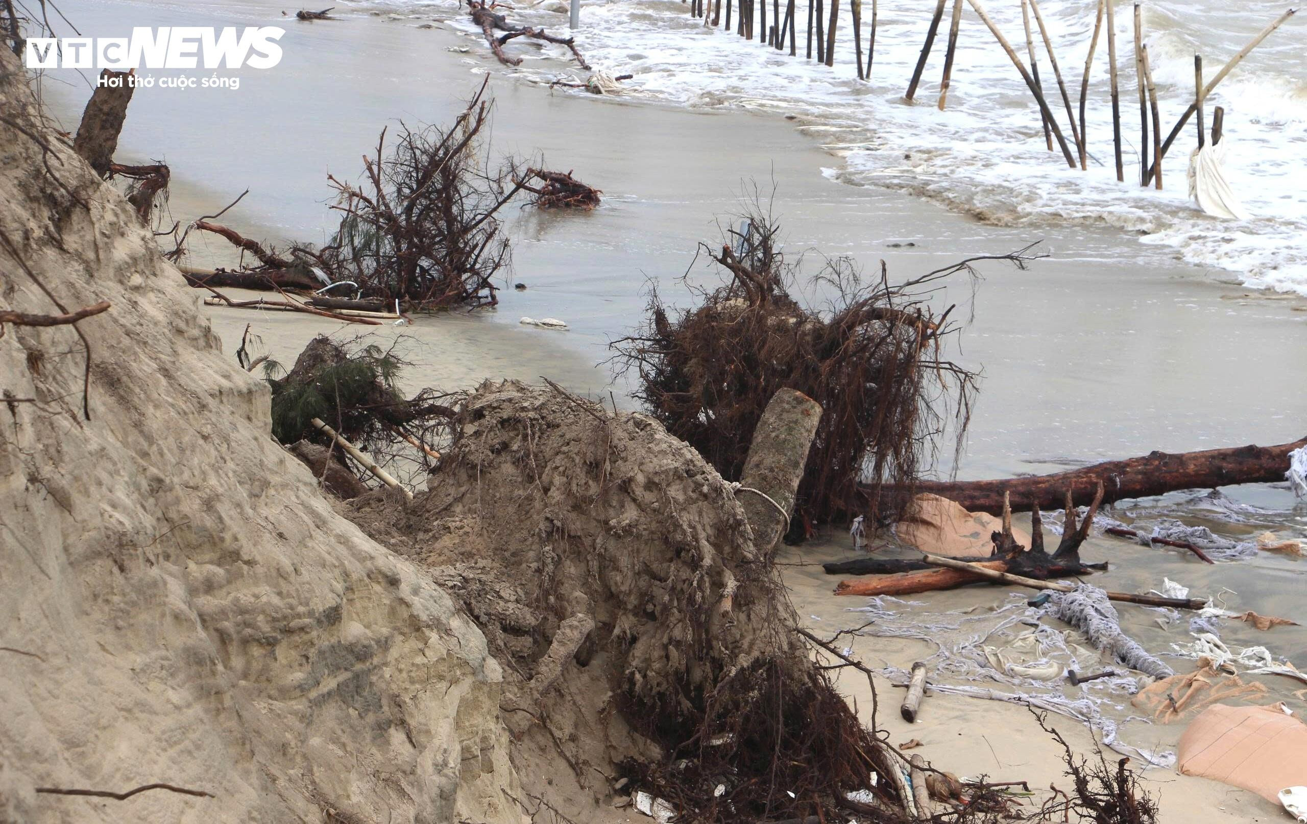 Sóng xé toạc bờ biển Đà Nẵng, đánh bật gốc phi lao, uy hiếp loạt công trình - 4