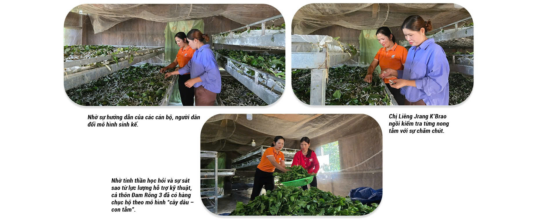 Mạch sống mới nơi đại ngàn - 2