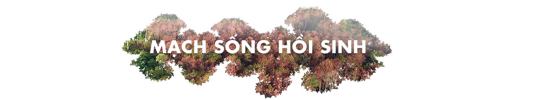 Mạch sống mới nơi đại ngàn - 4