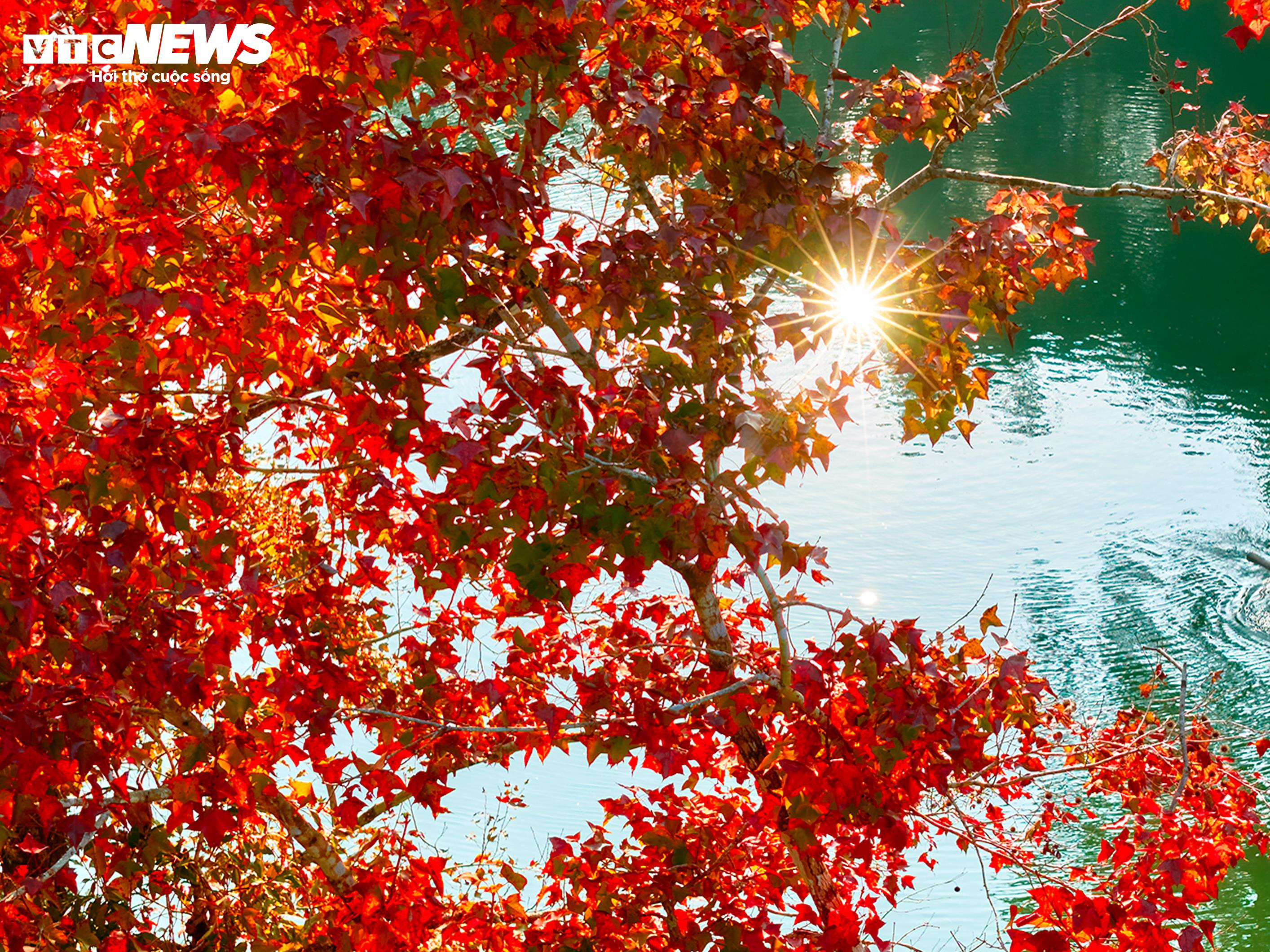 Den konstgjorda sjön i Cao Bang är lika livfull som den europeiska hösten när löven ändrar färg - 5