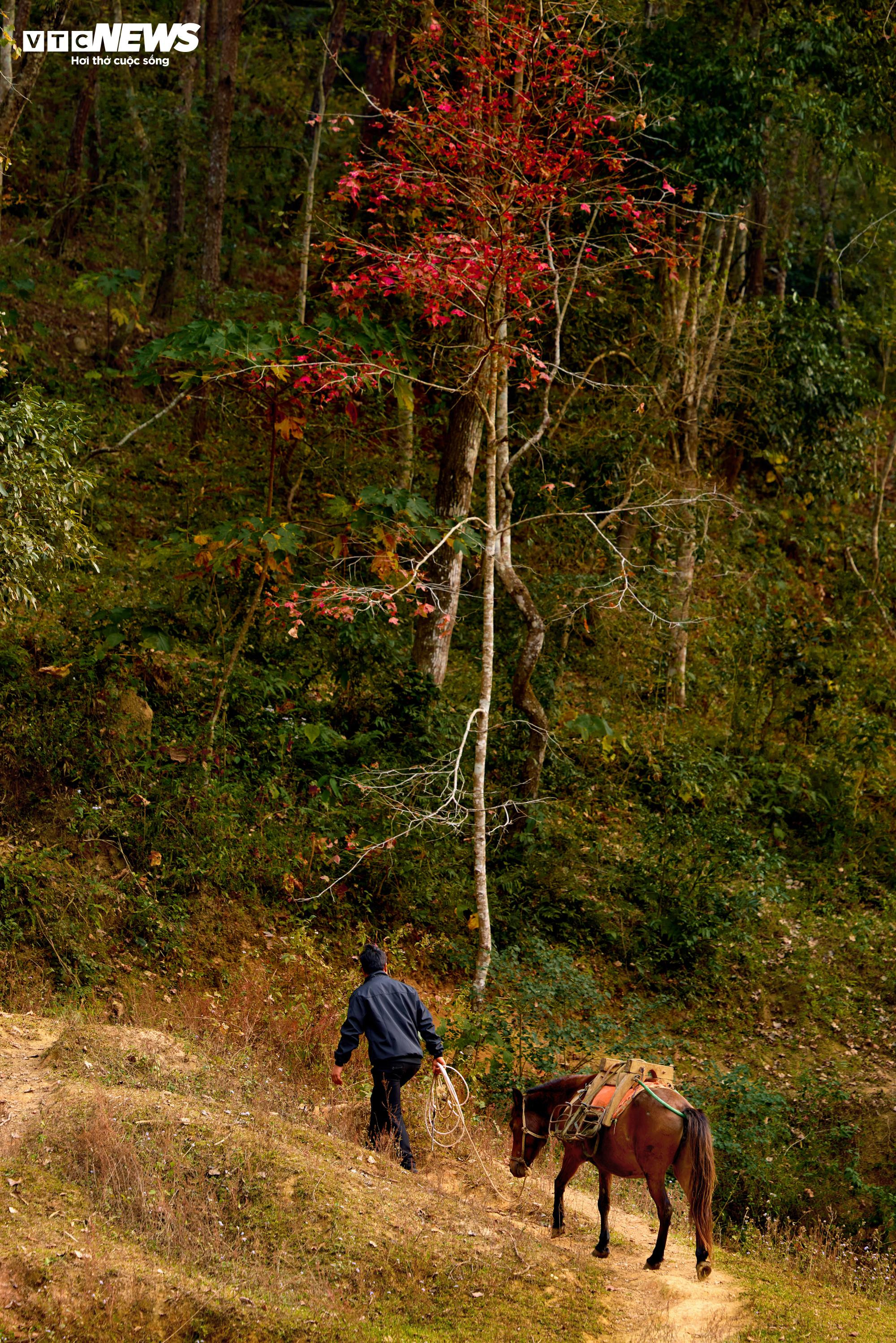 Den konstgjorda sjön i Cao Bang är lika livfull som det europeiska landskapet under höstsäsongen när löven ändrar färg - 8