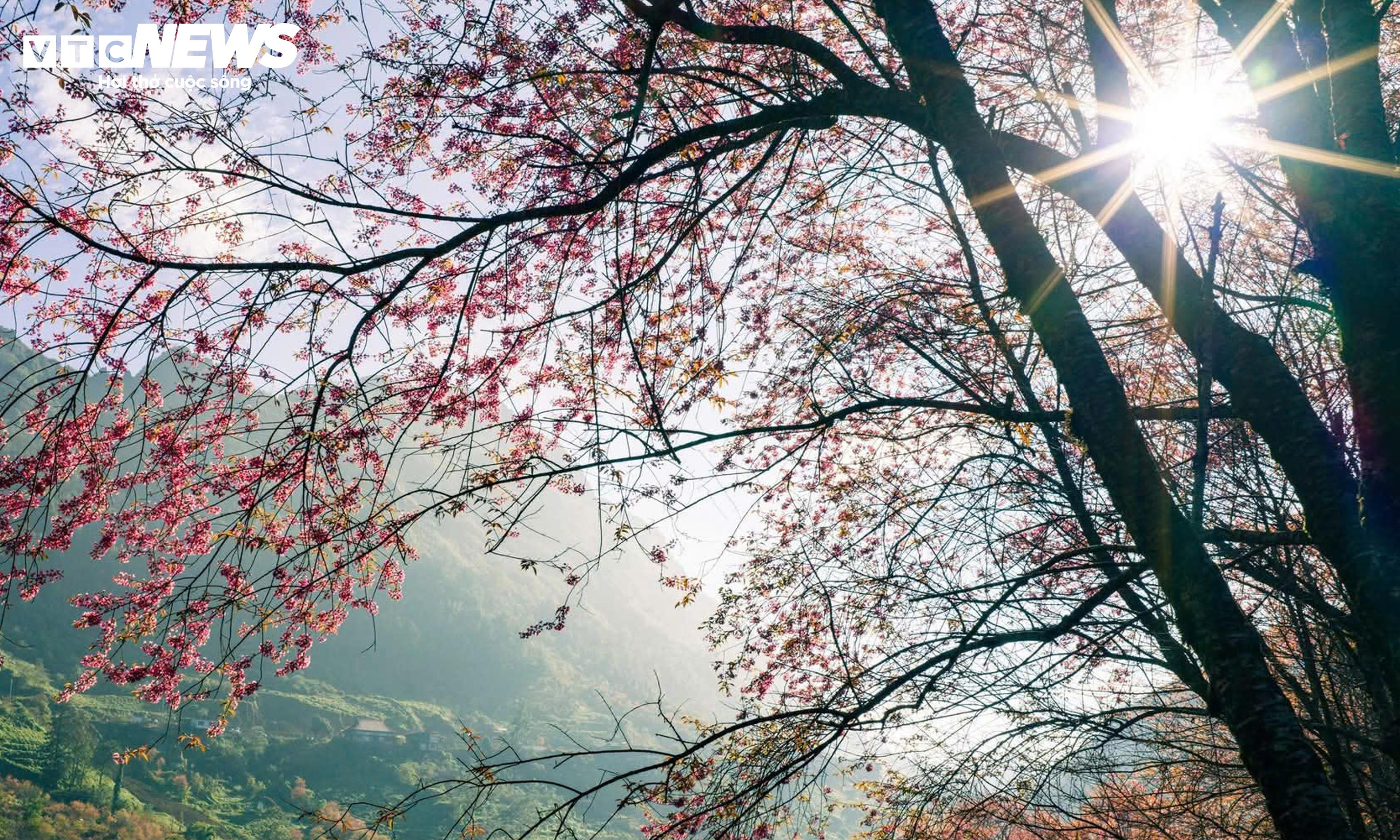 Ngắm đồi hoa mai anh đào nổi tiếng Sa Pa nở rộ mùa cuối, trước khi bị di dời - 5