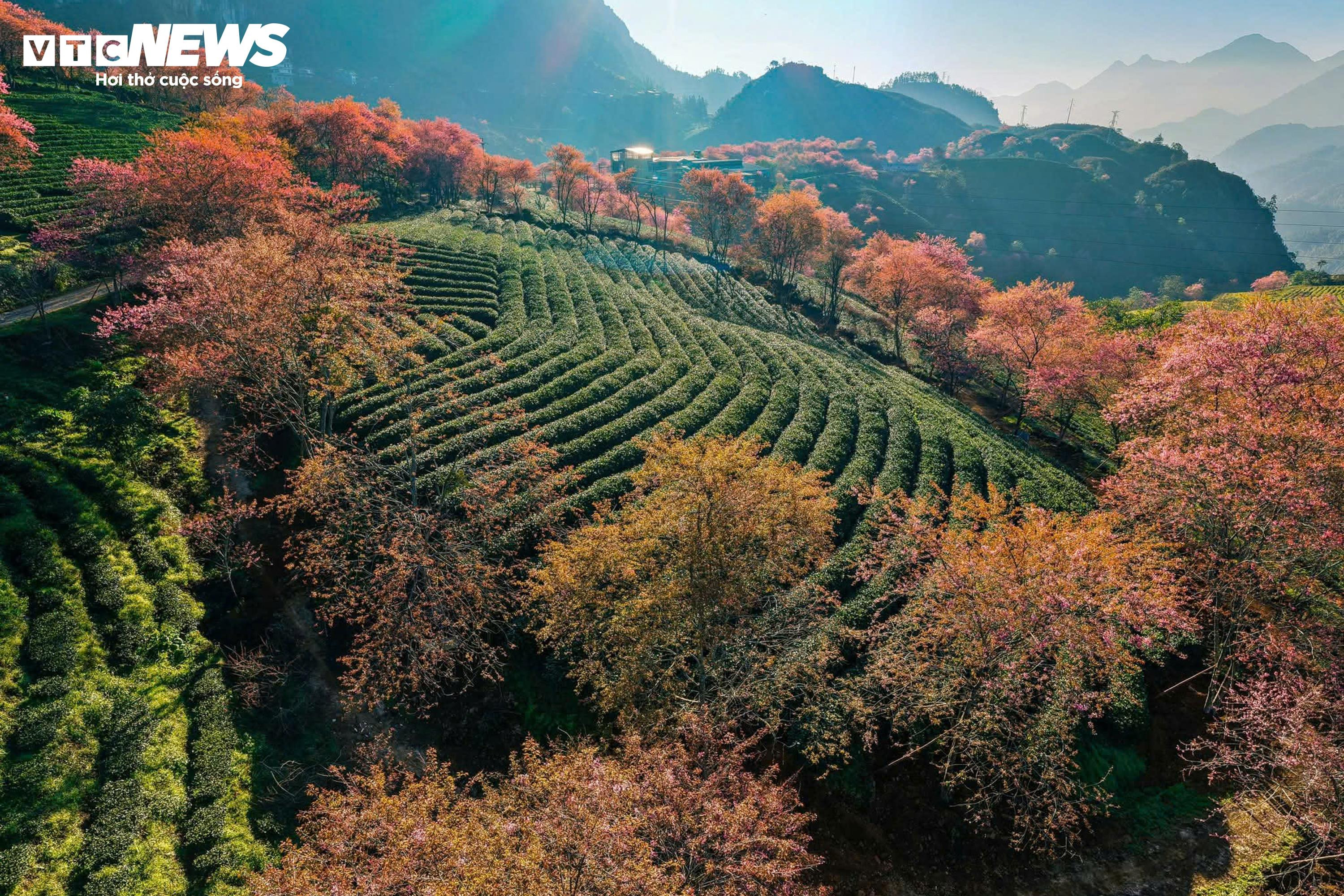 Ngắm đồi hoa mai anh đào nổi tiếng Sa Pa nở rộ mùa cuối, trước khi bị di dời - 3