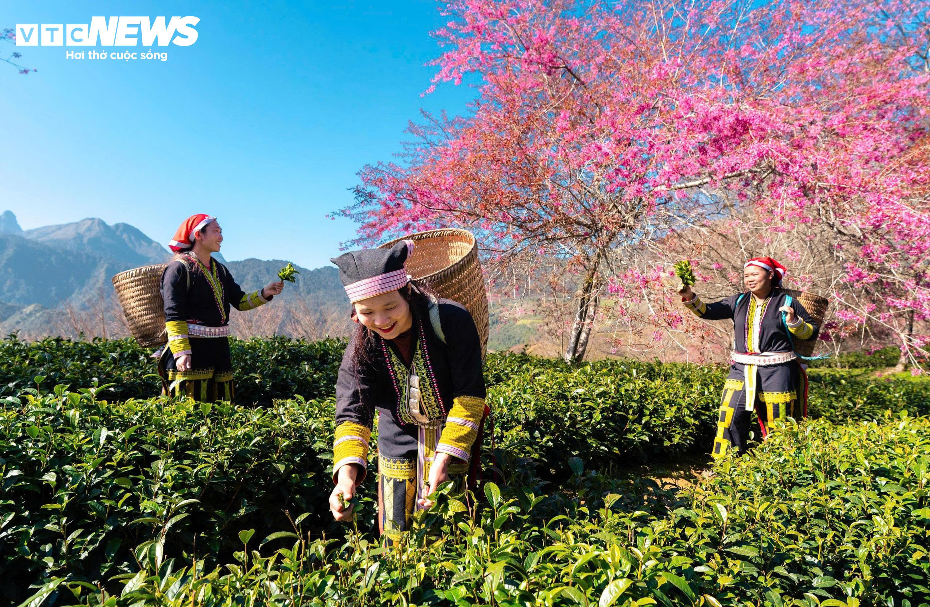 Ngắm đồi hoa mai anh đào nổi tiếng Sa Pa nở rộ mùa cuối, trước khi bị di dời - 8