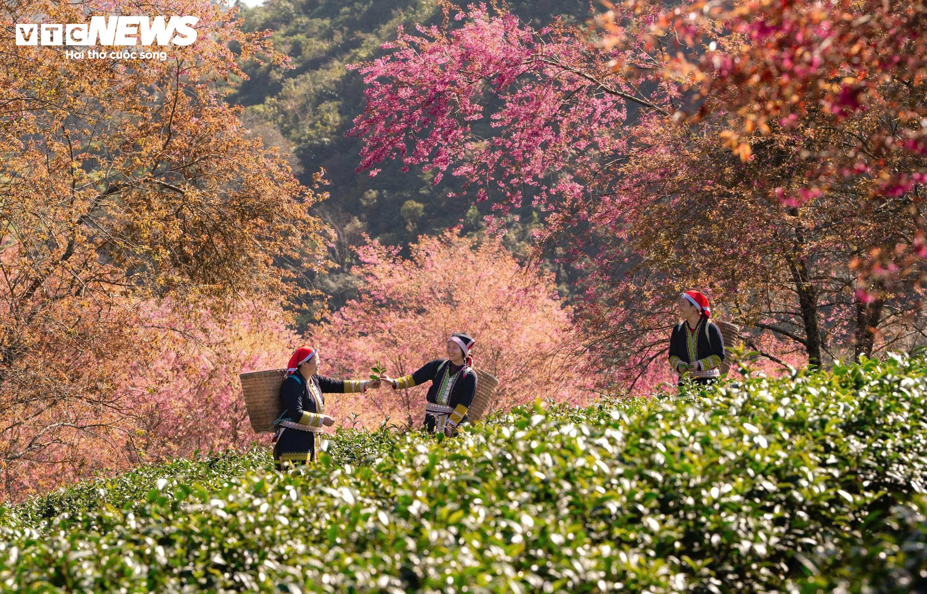 Ngắm đồi hoa mai anh đào nổi tiếng Sa Pa nở rộ mùa cuối, trước khi bị di dời - 9