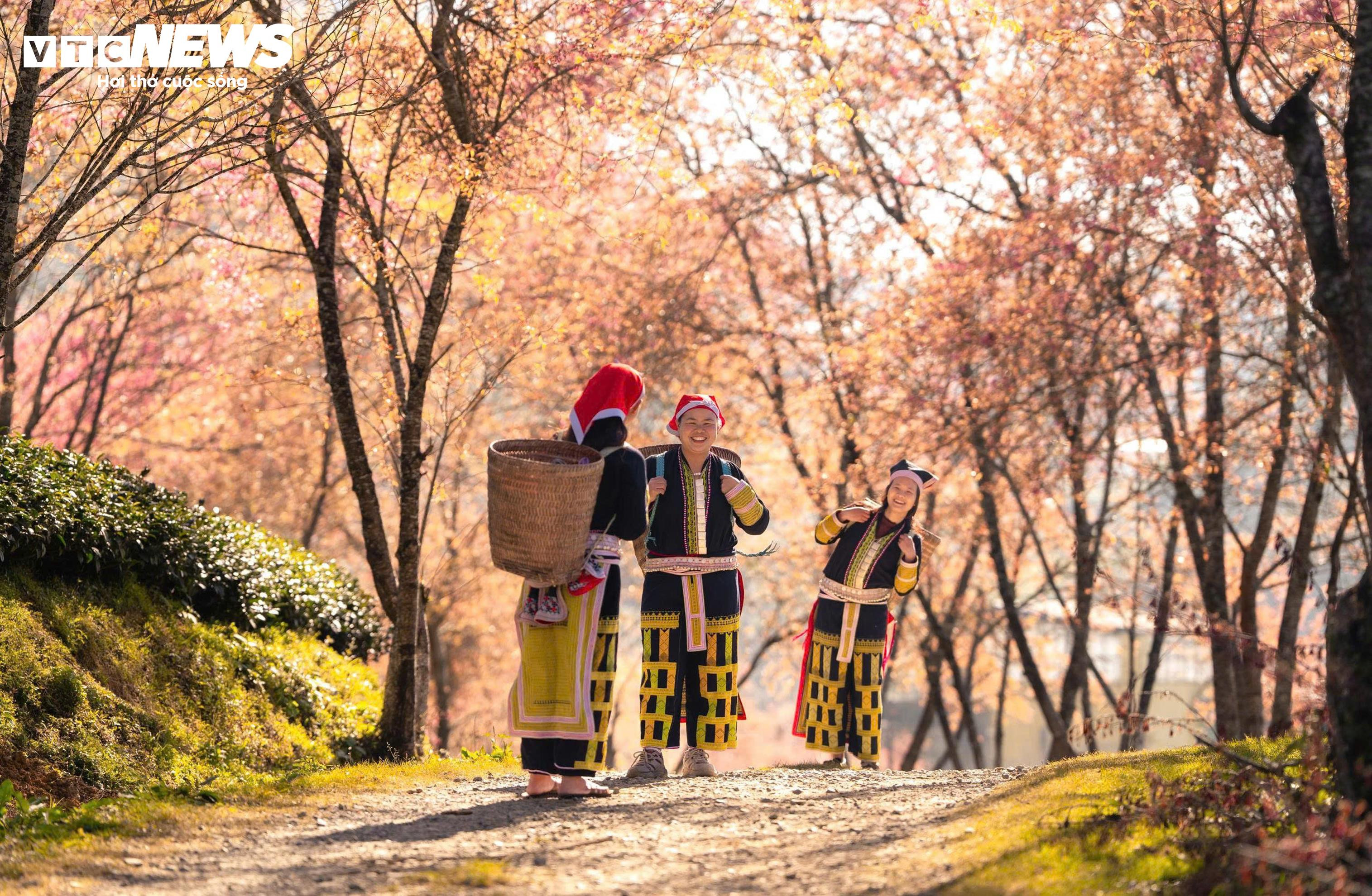 Ngắm đồi hoa mai anh đào nổi tiếng Sa Pa nở rộ mùa cuối, trước khi bị di dời - 13