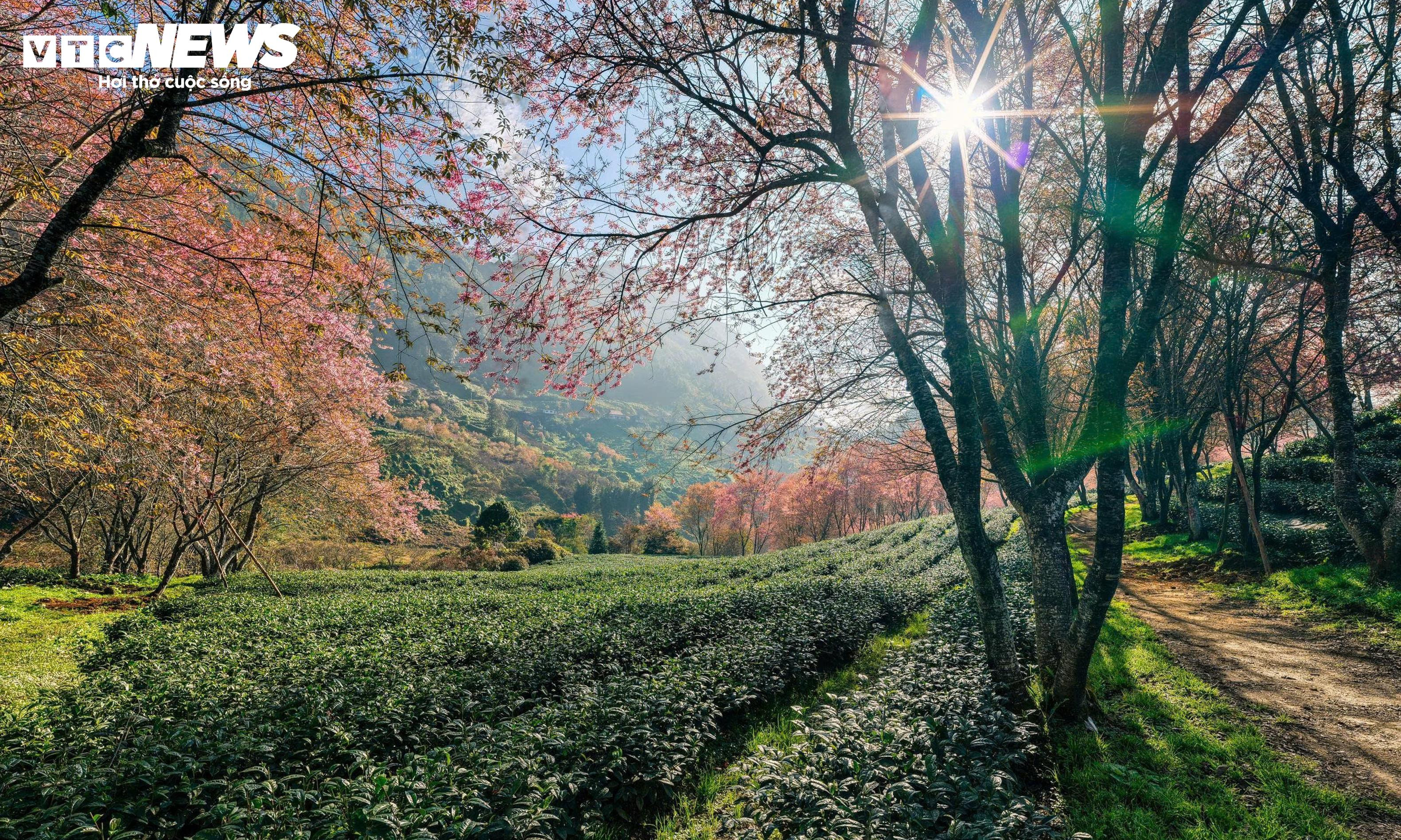 Ngắm đồi hoa mai anh đào nổi tiếng Sa Pa nở rộ mùa cuối, trước khi bị di dời - 12