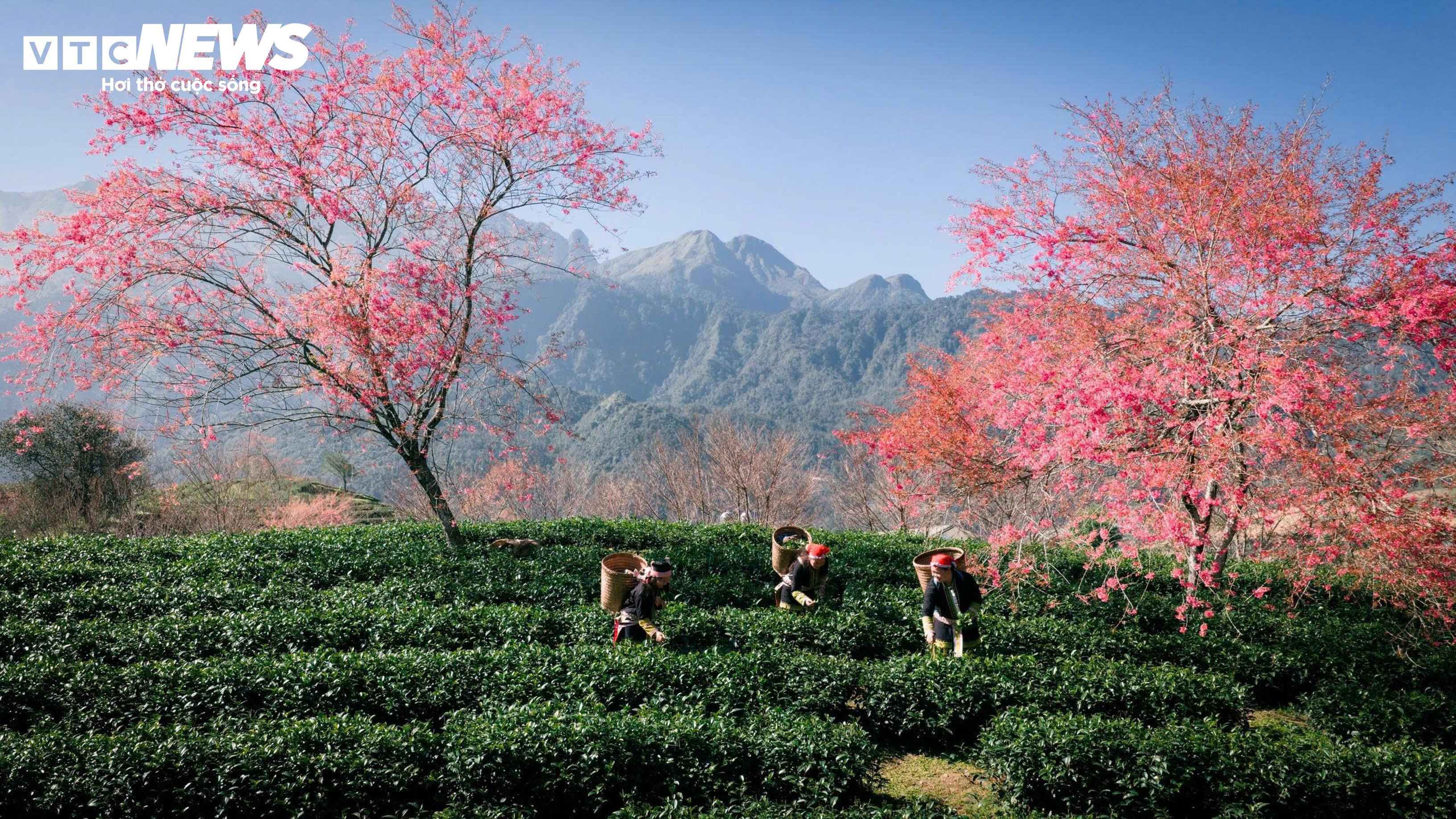 Ngắm đồi hoa mai anh đào nổi tiếng Sa Pa nở rộ mùa cuối, trước khi bị di dời - 14